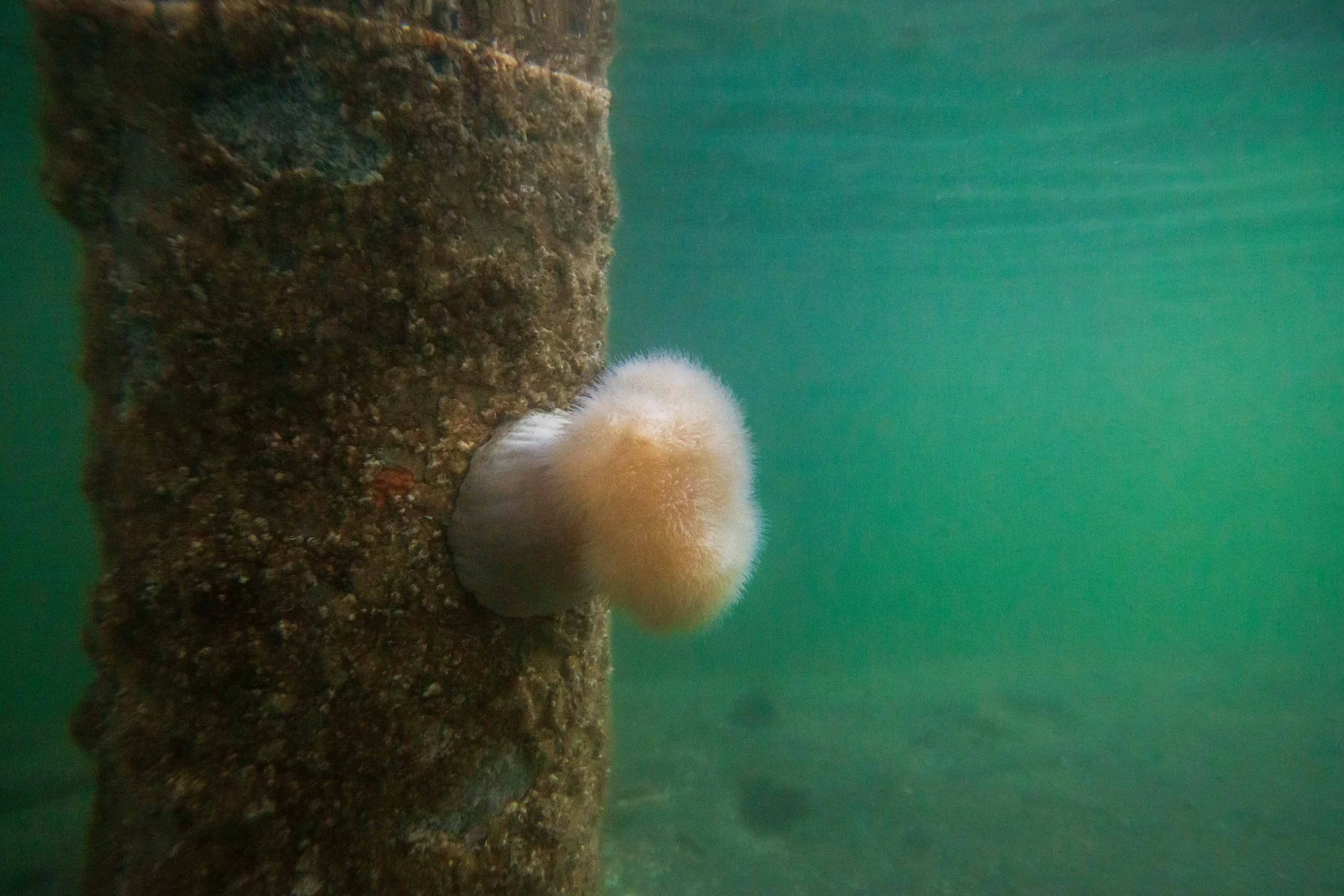 Plumose Anemone In Everett.jpg