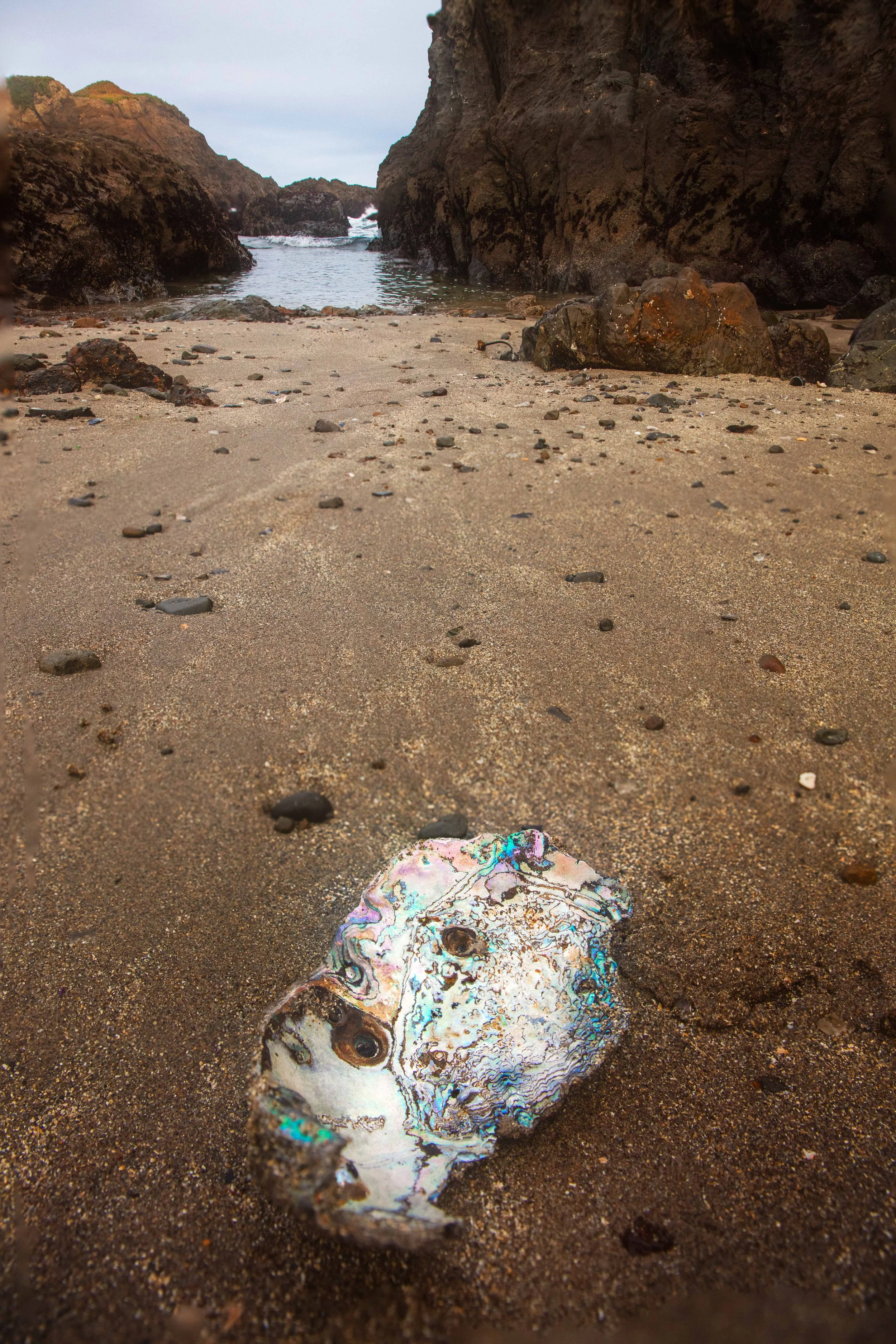 Abalone at Low Tide websize.jpg