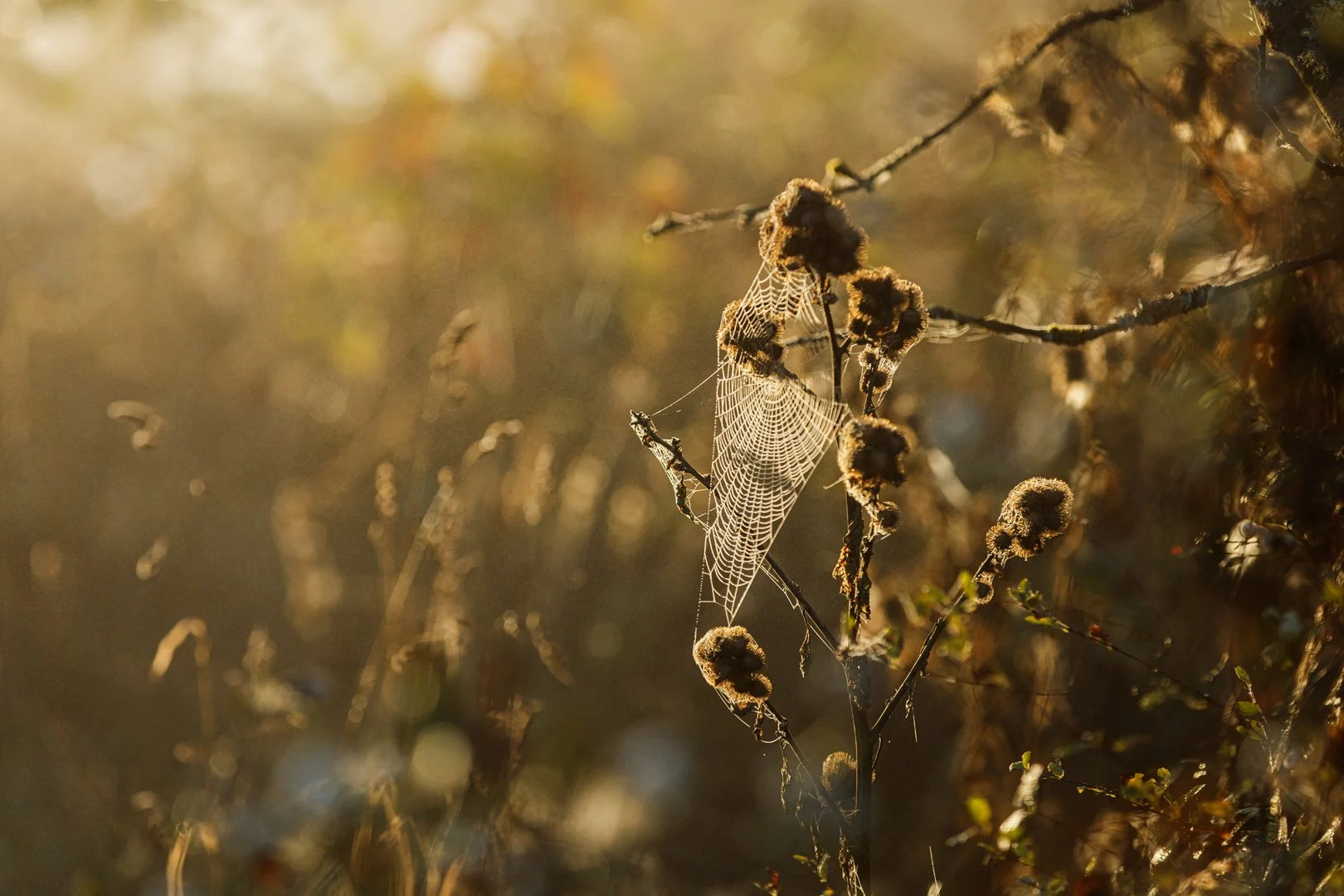 Spiderweb in the Sun.jpg