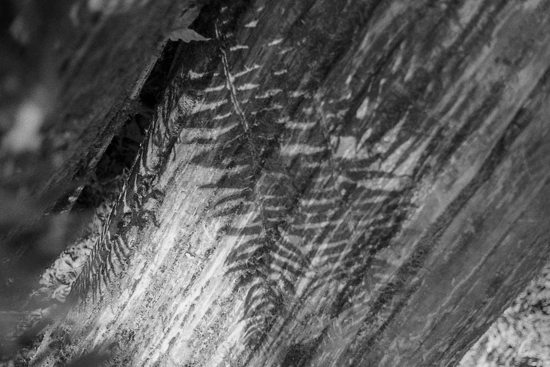 Fern Shadow (Landscape).jpg