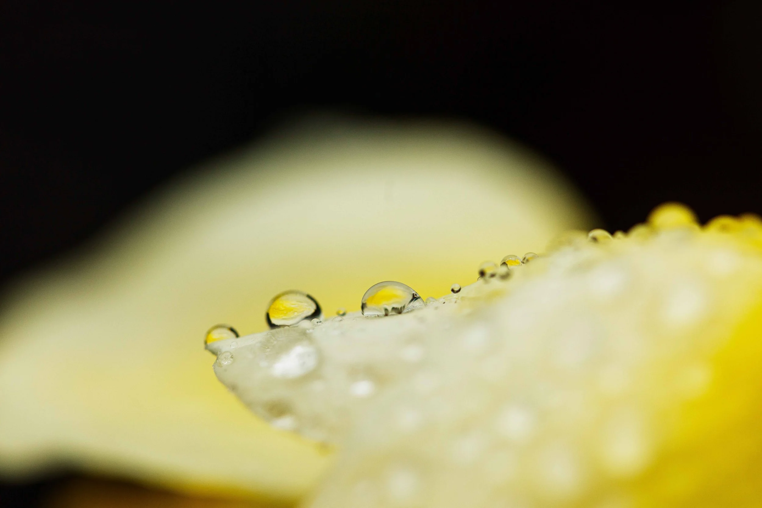 Droplets on a Daffodil websize.jpg