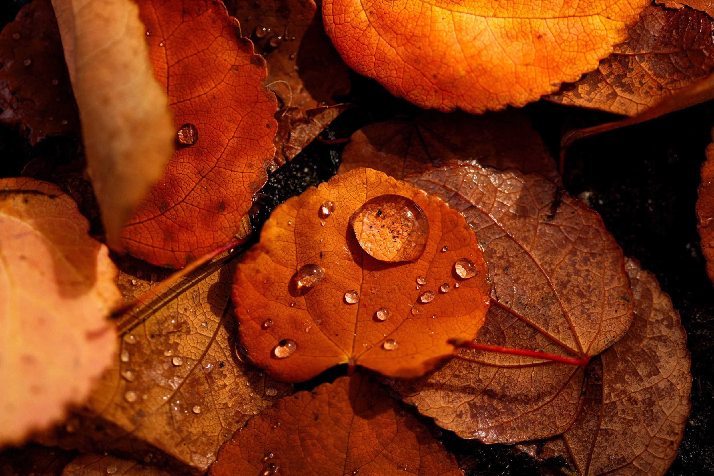 Droplets on a Katsura Leaf websize.jpg