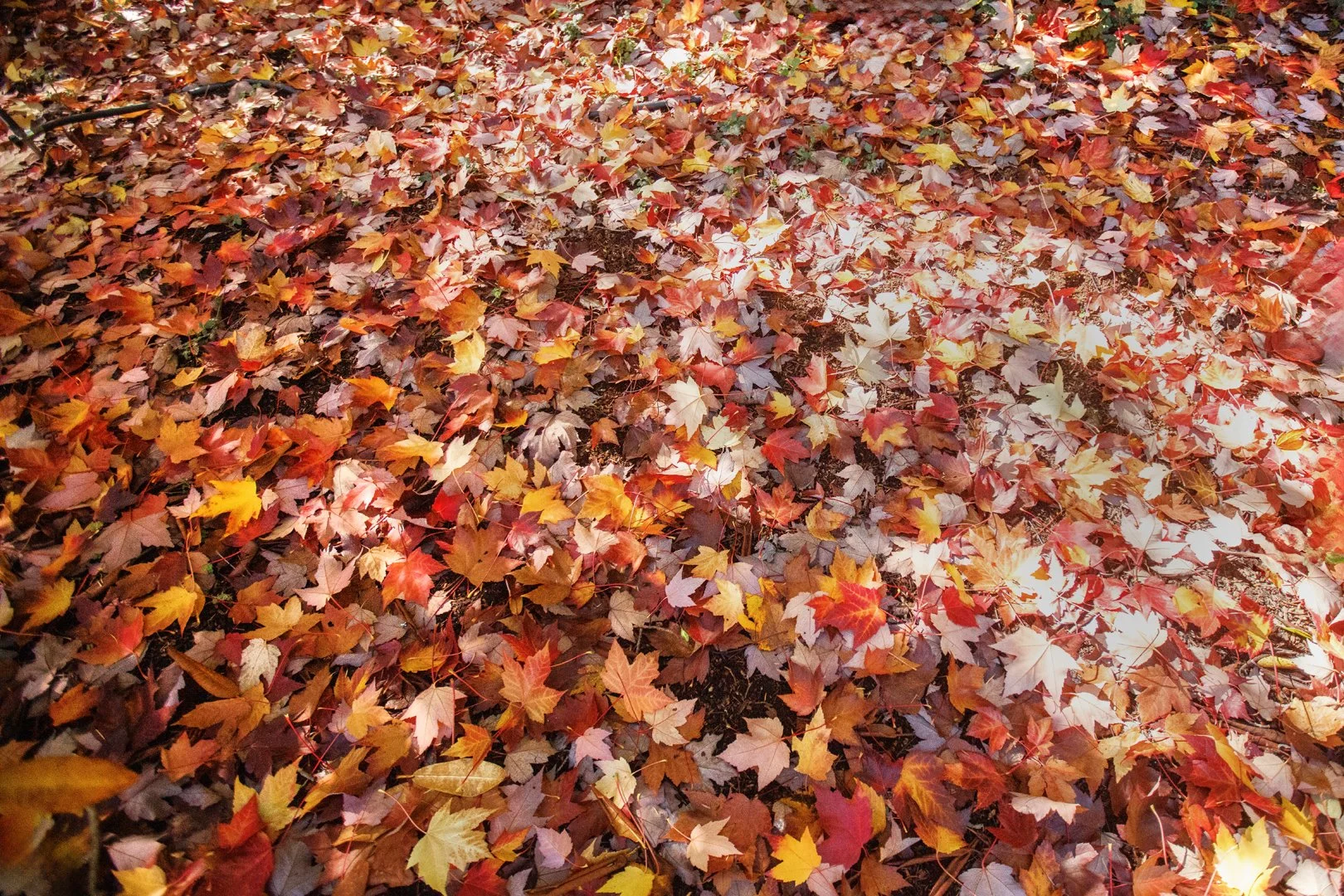 Leaves.jpg