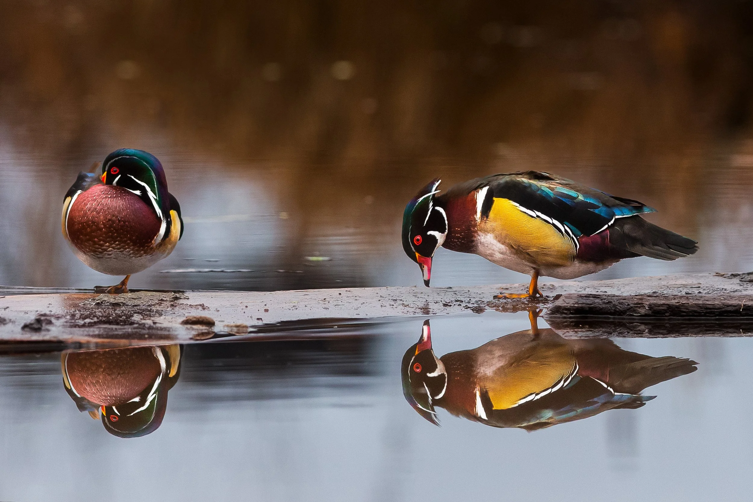 Two Wood Ducks and Their Reflections.jpg
