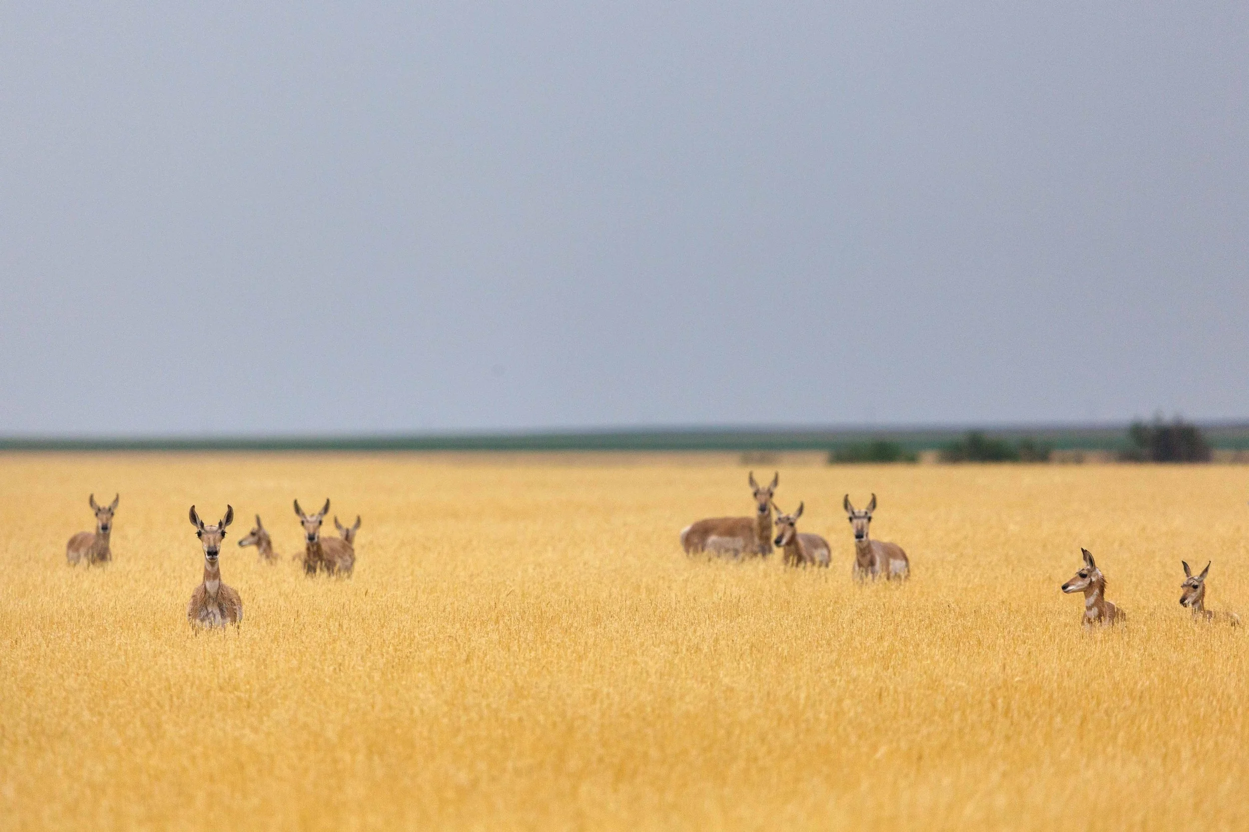Pronghorns in Wheat websize.jpg