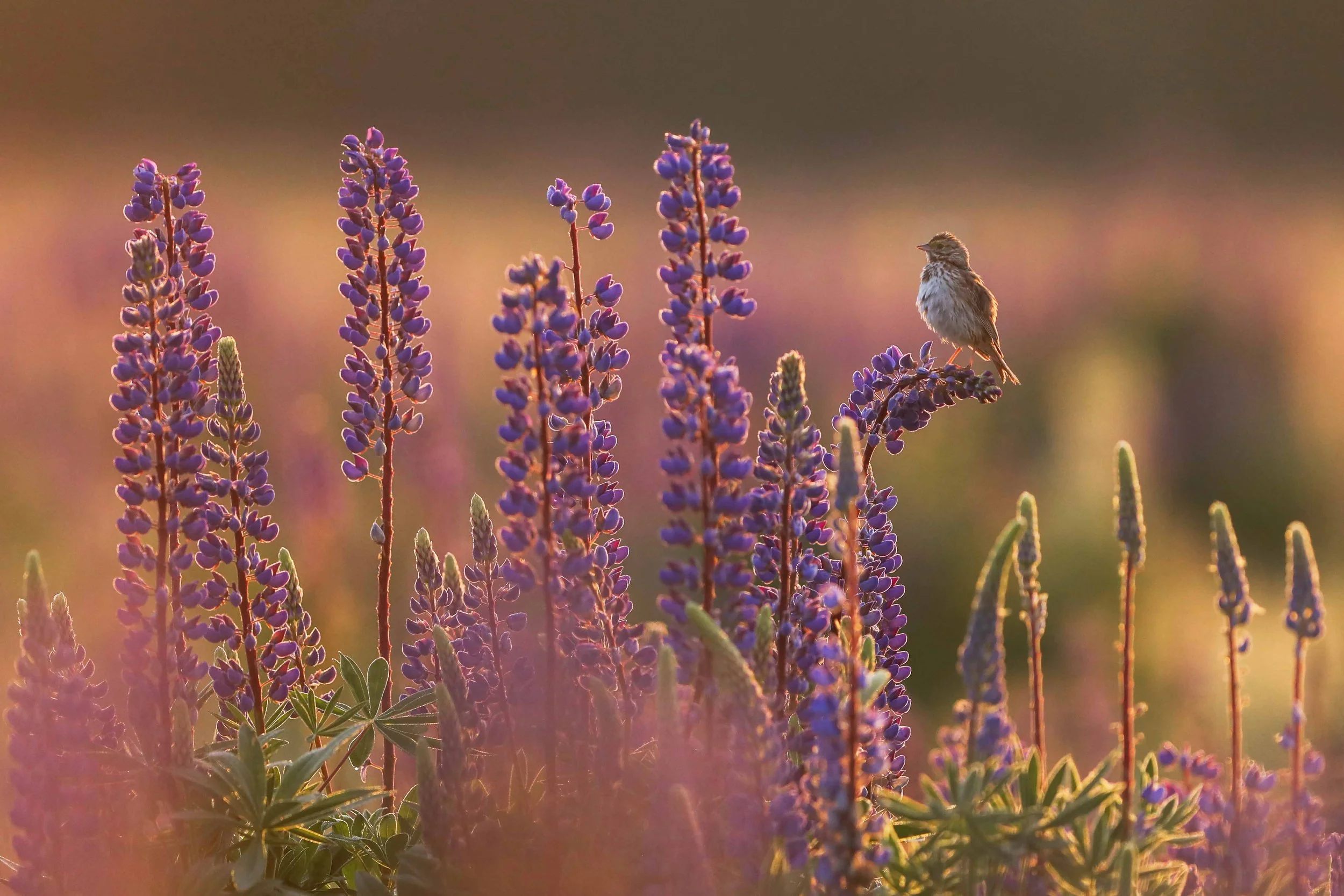 Morning in the Lupines websize.jpg