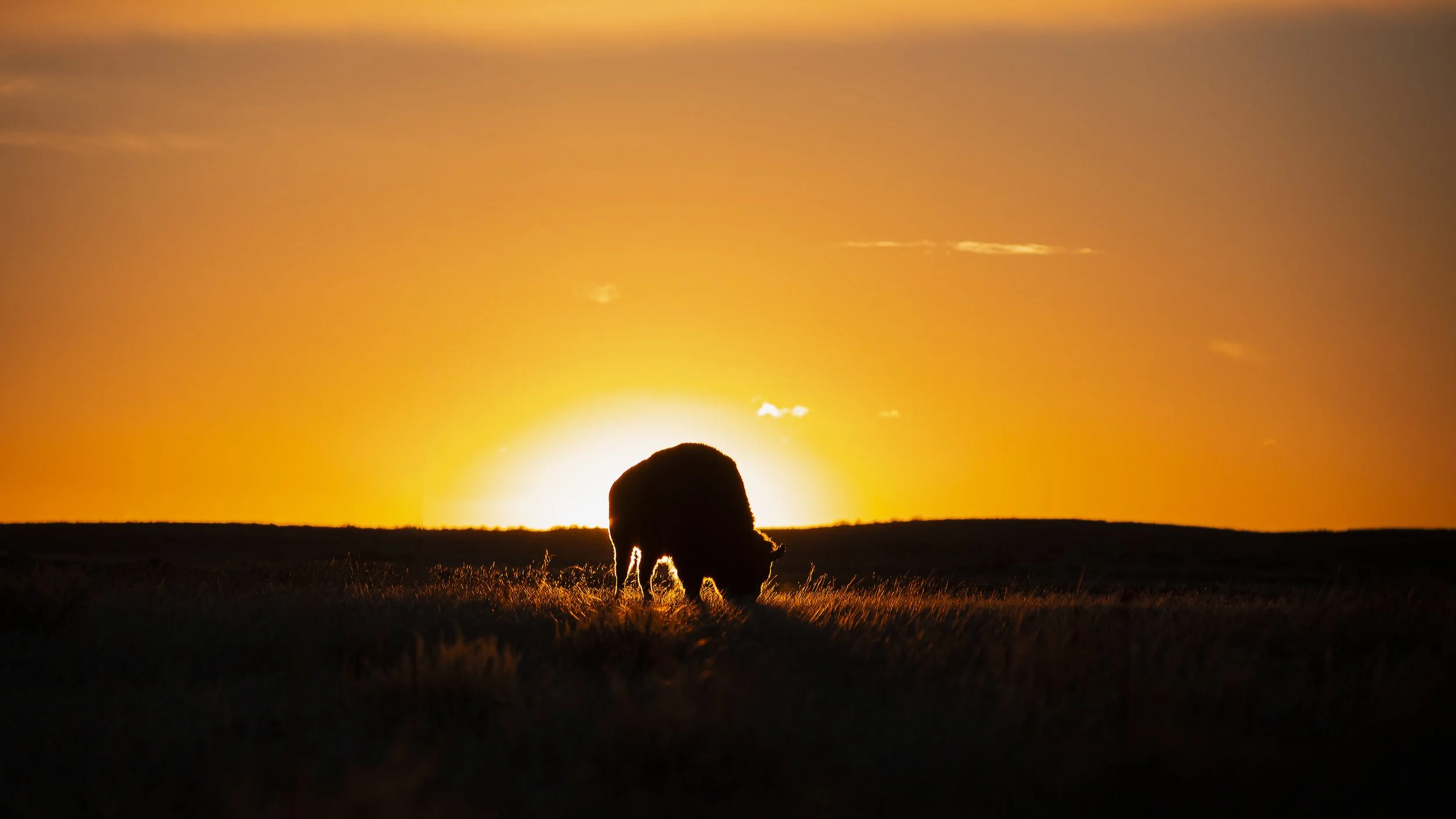 Bison at Sunrise.jpg