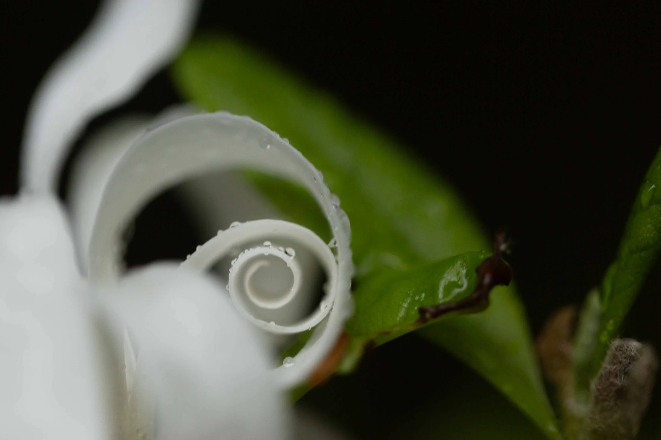 Sprial Shaped Petal websize.jpg