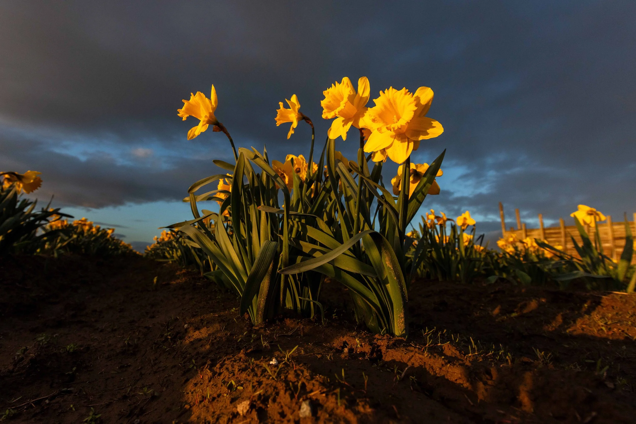 Daffodils with a Stormy Sunset Websize.jpg