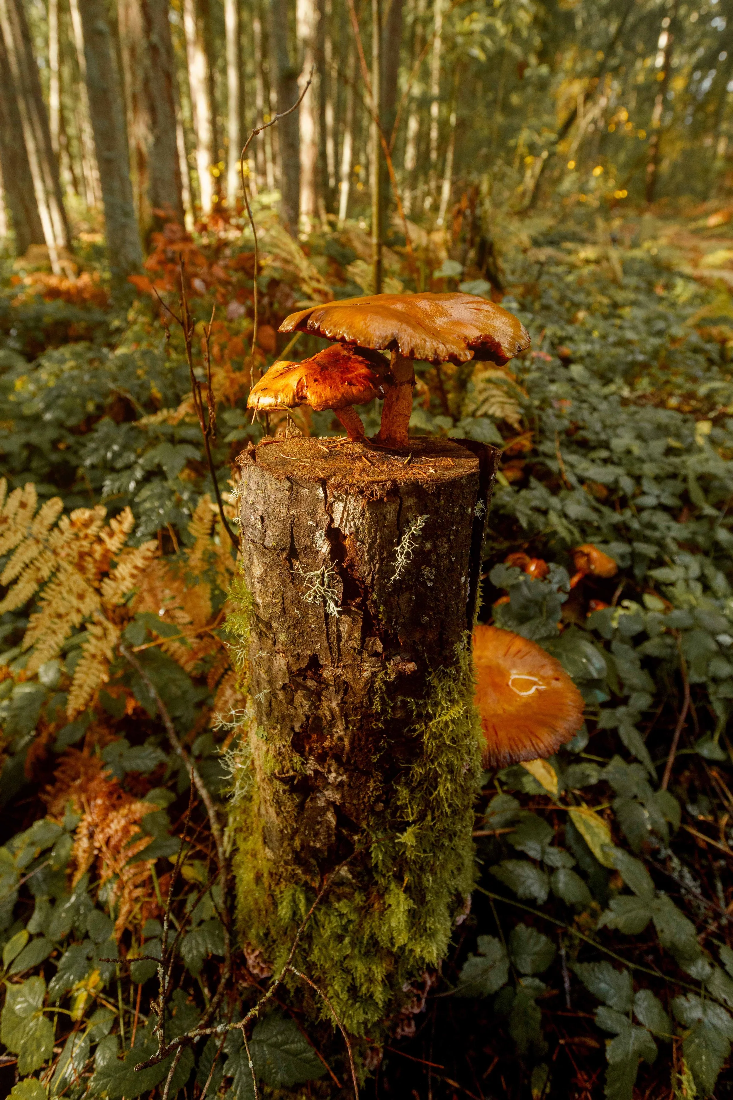 Mushrooms on a Stump websize.jpg