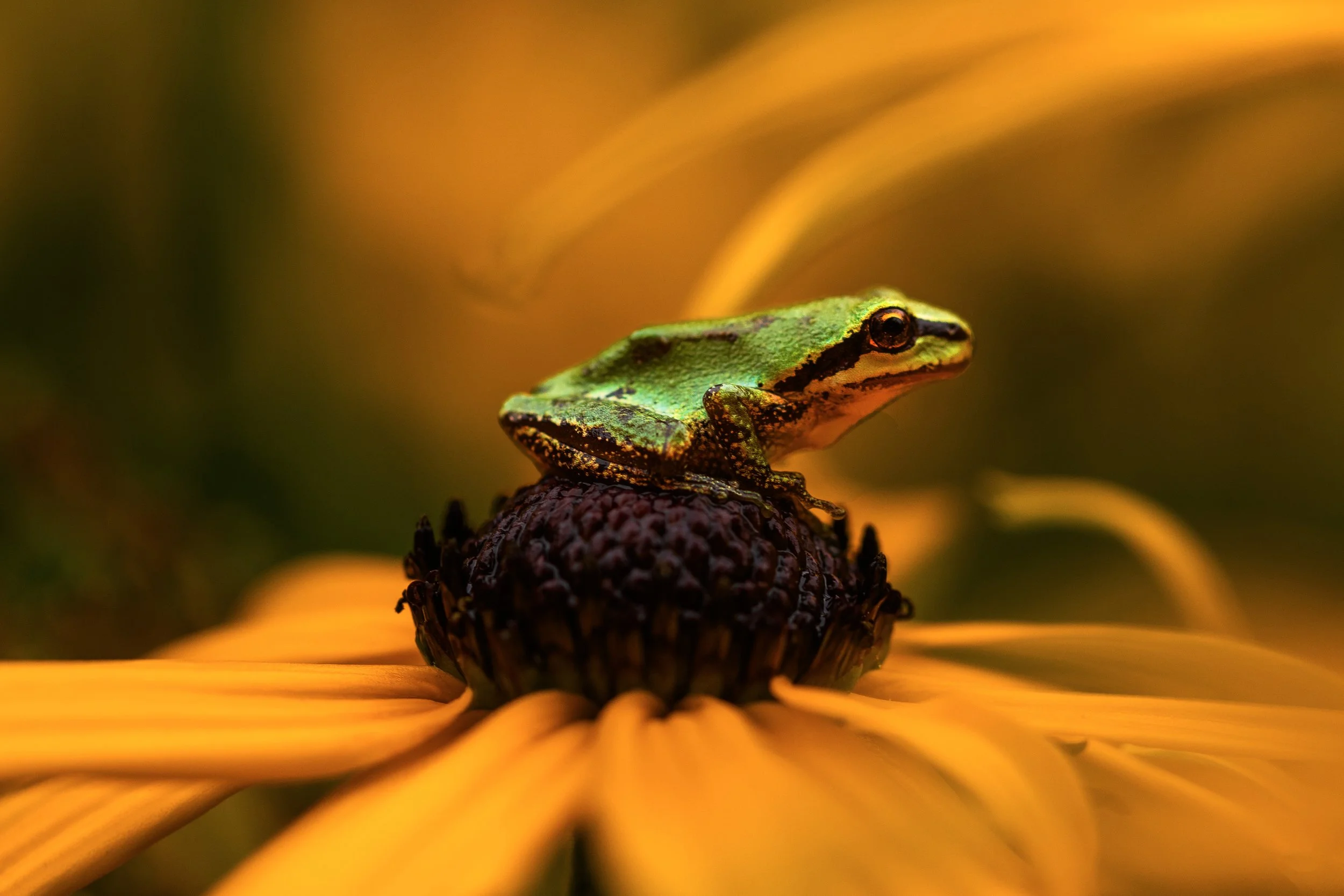 Pacific Tree Frog on Flower.jpg