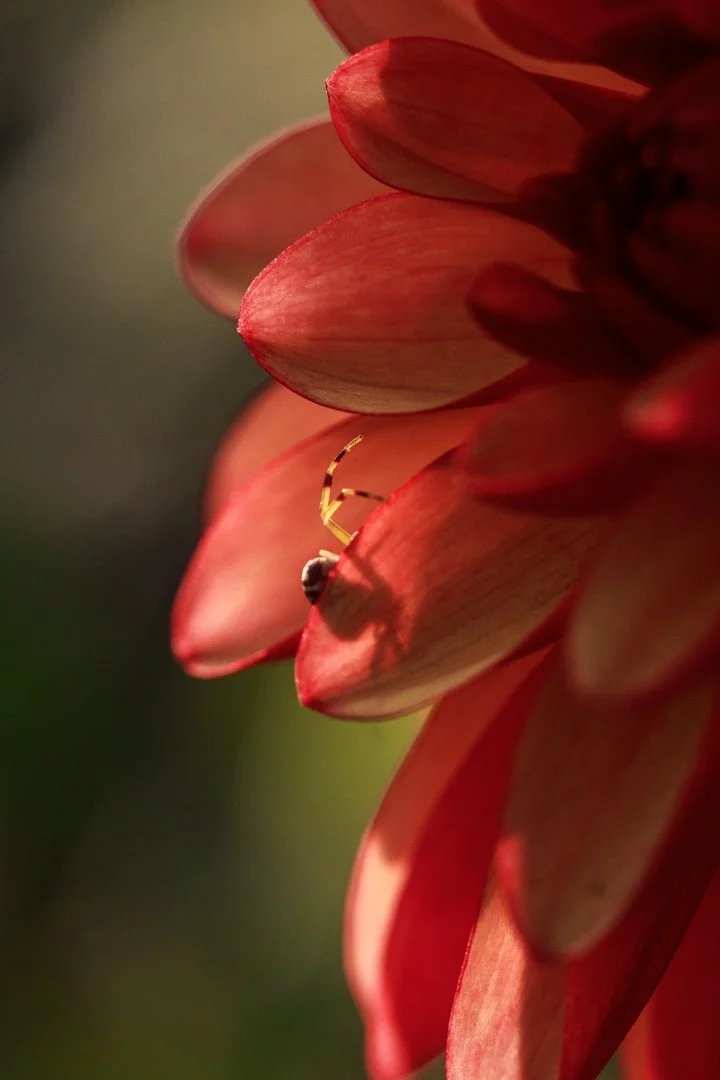 Spider on a Dahlia.jpg