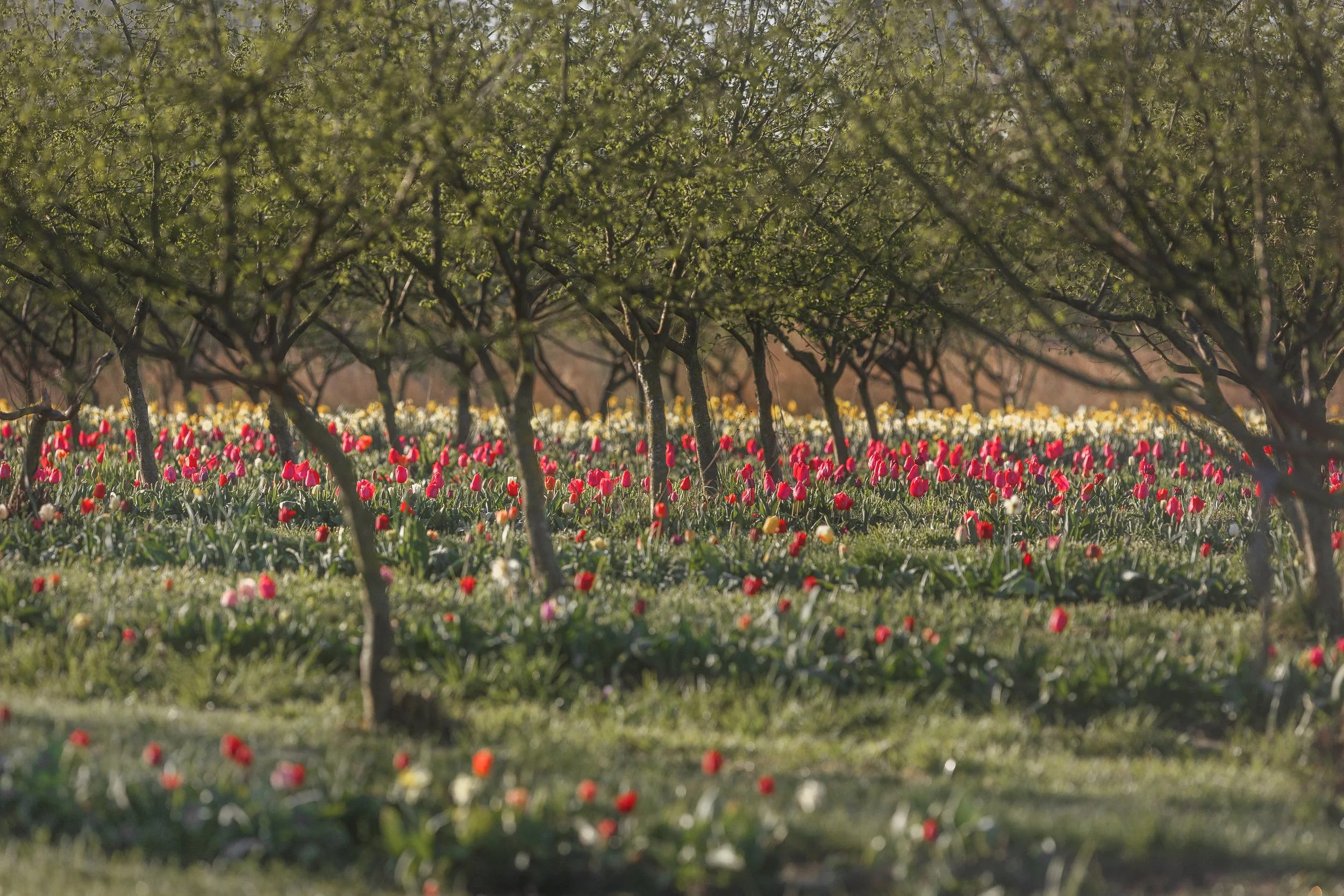 Tulip Rows With Trees.jpg