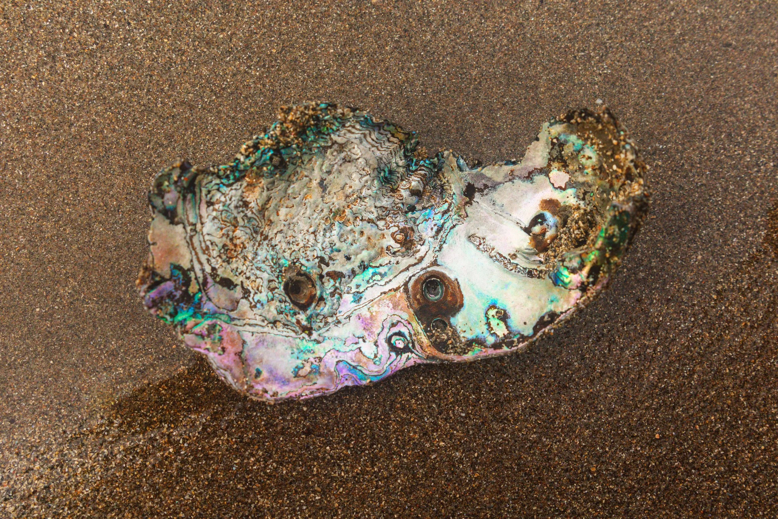 Abalone Shell in California websize.jpg