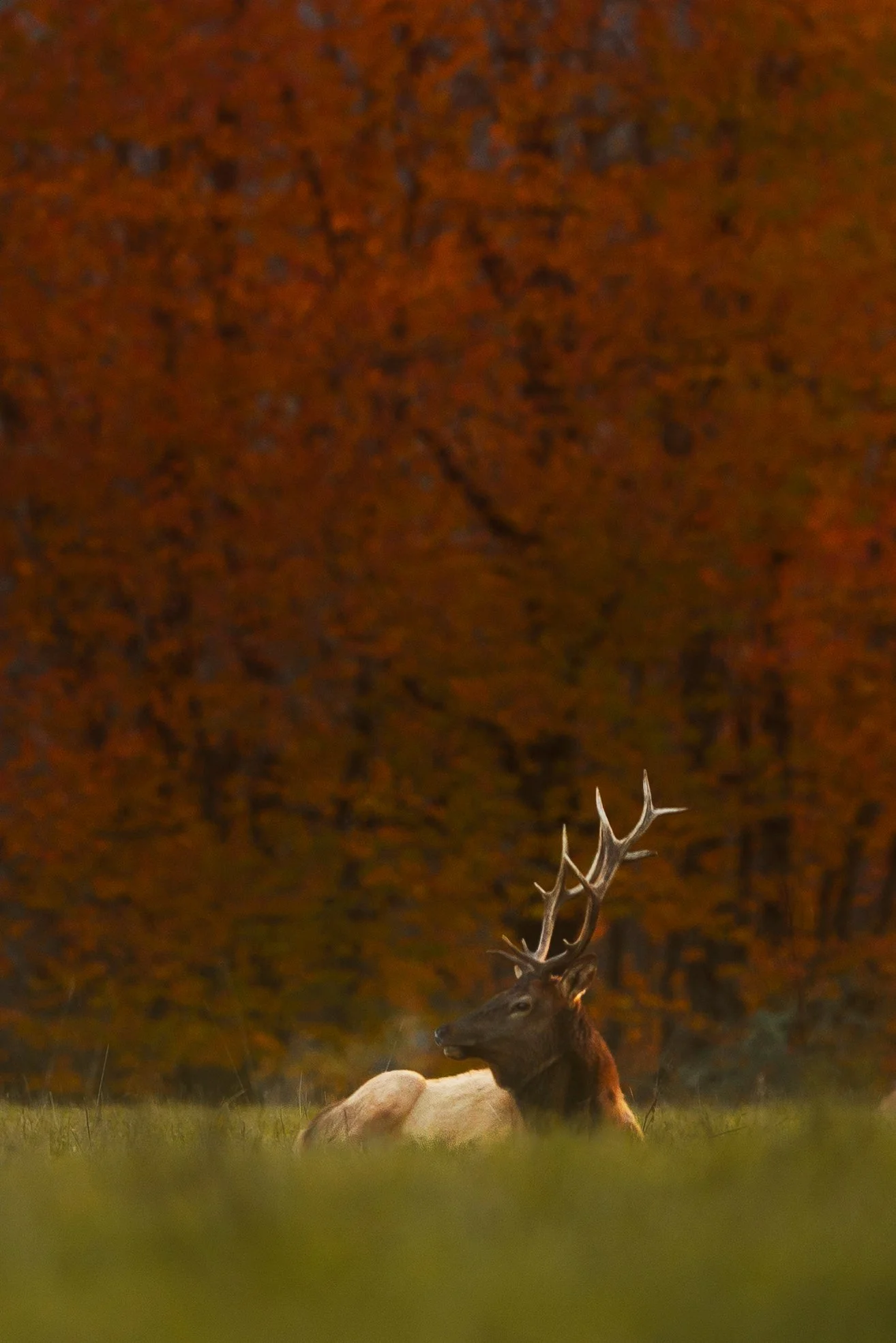 North Bend Elk in the Fall.jpg