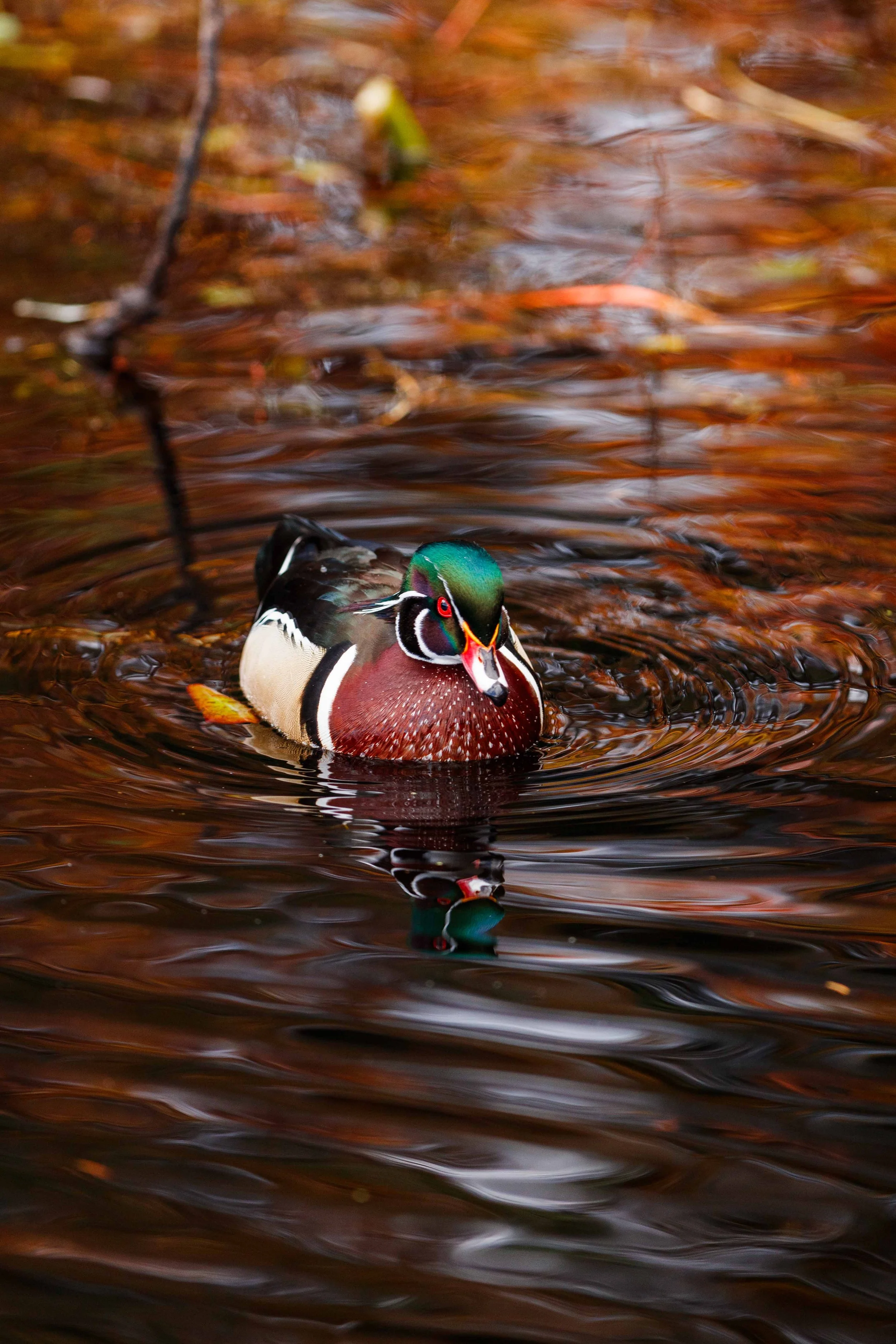 Wood Duck with Fall Colors websize.jpg