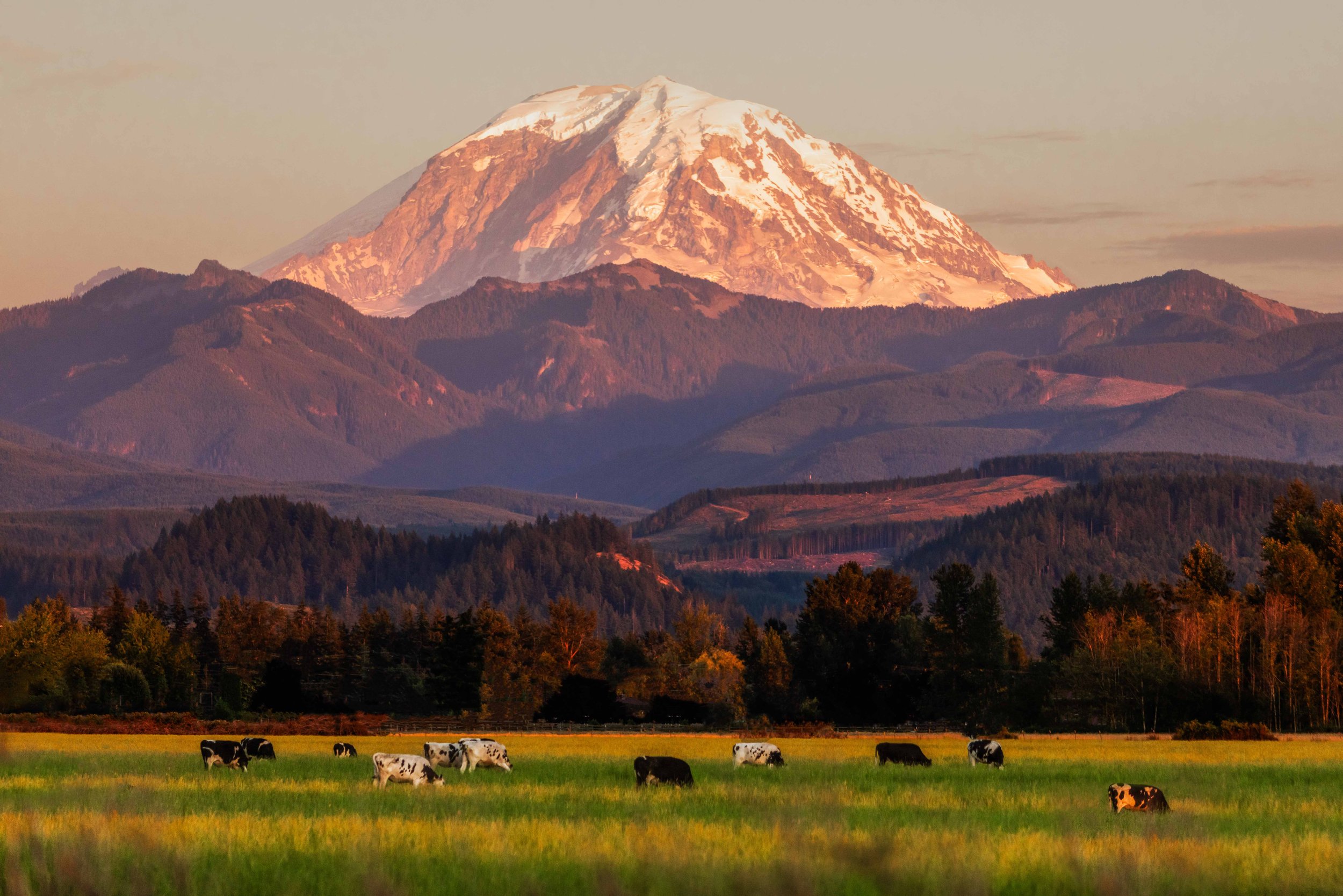Cows with Mount Rainier websize.jpg