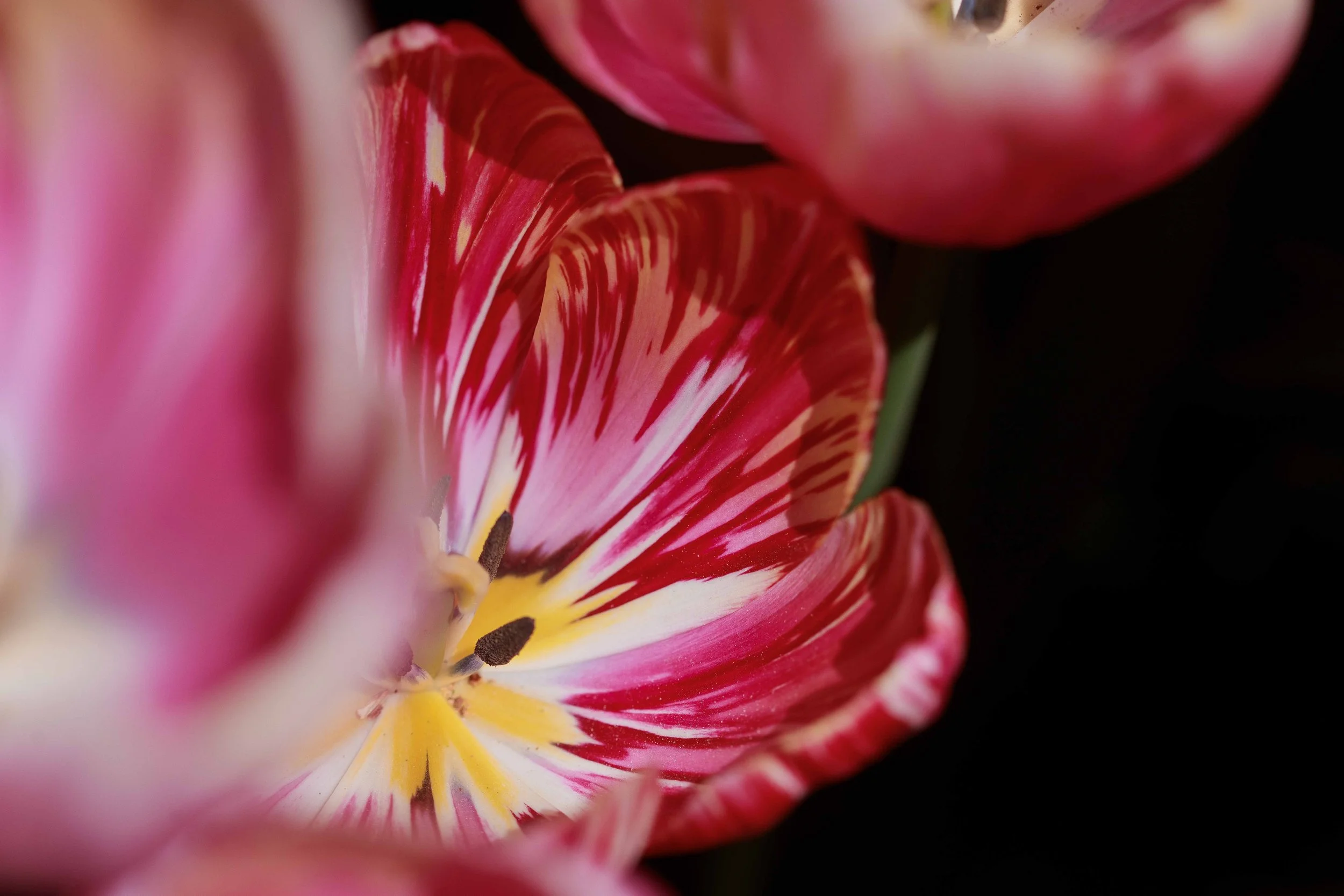 Patterned Tulip Websize.jpg