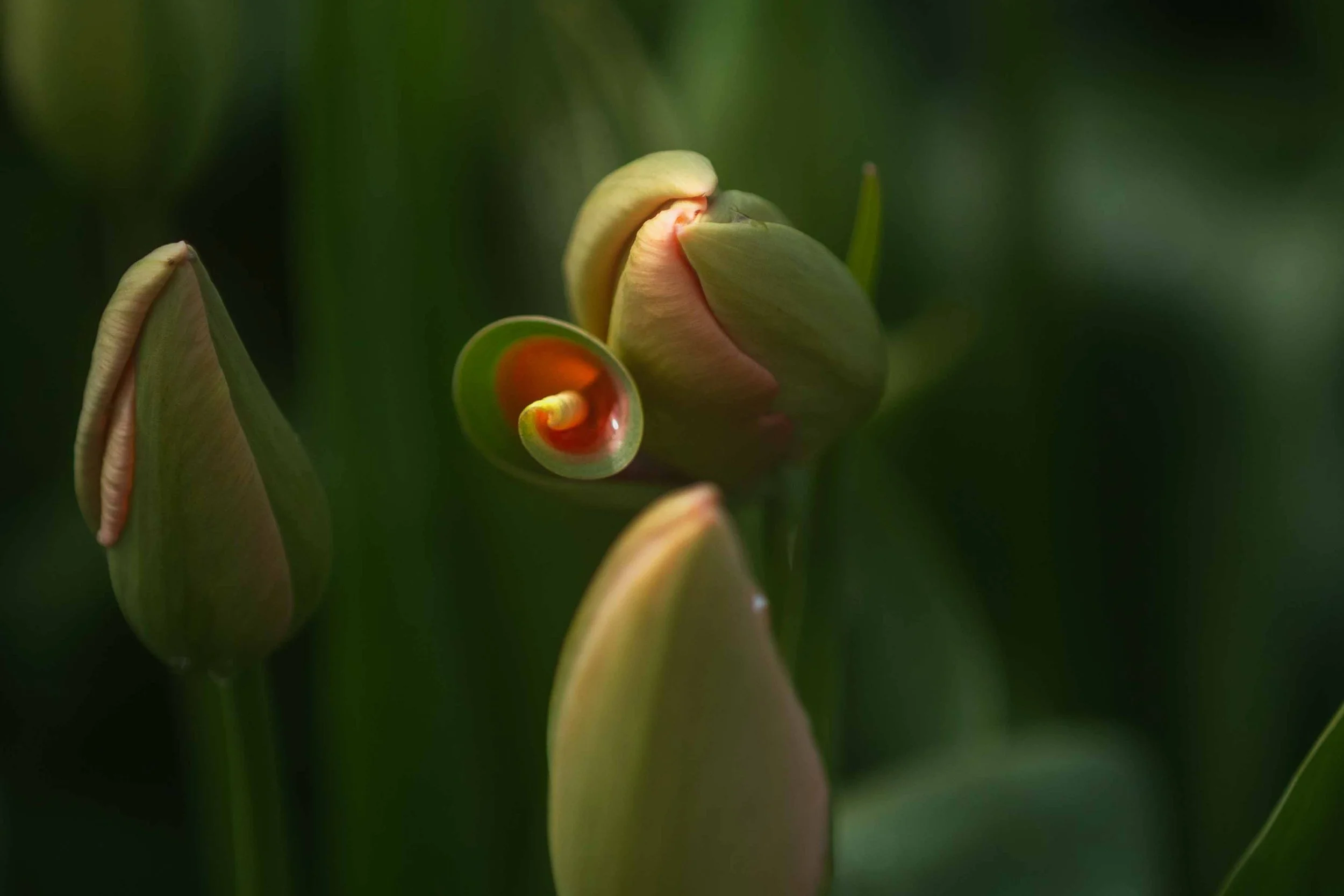Blooming Tulip websize.jpg