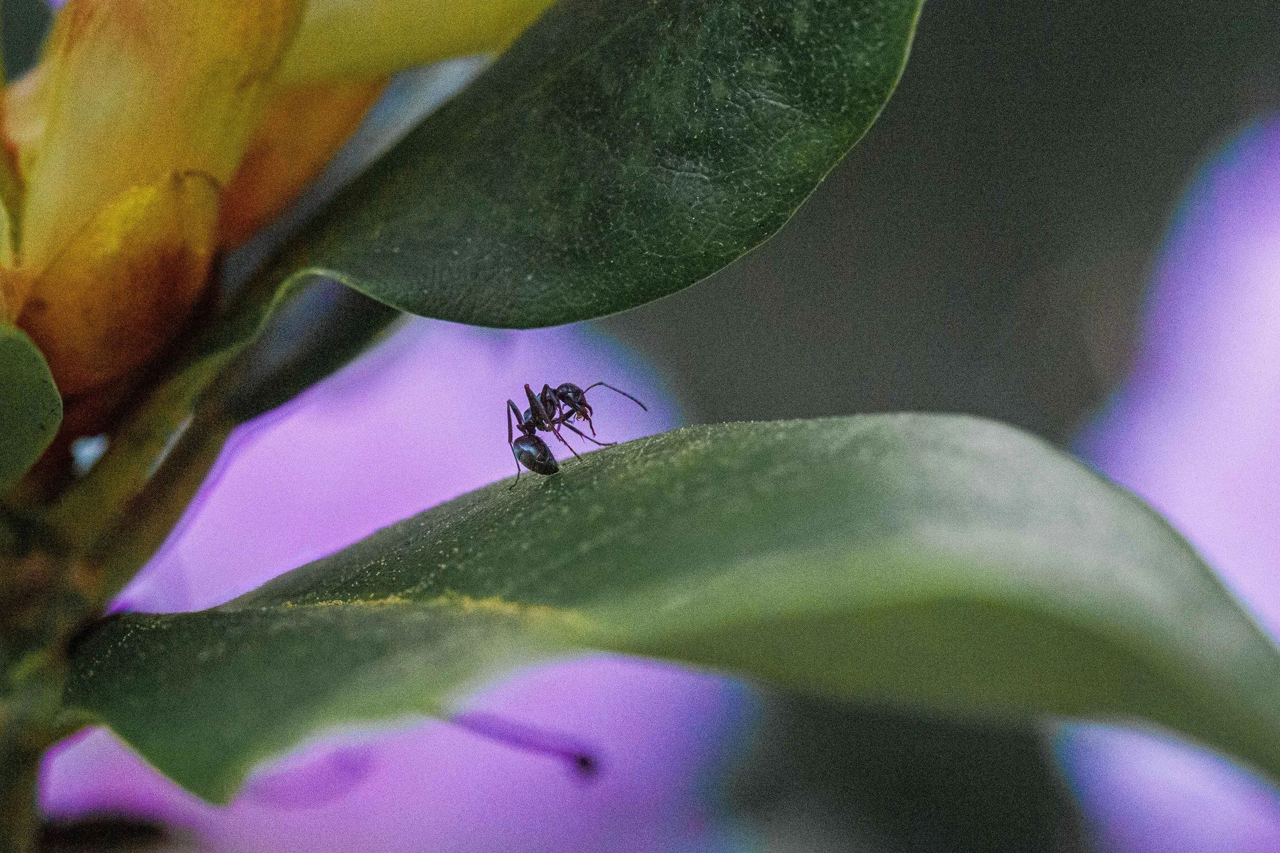 Ant Grooming Itself websize.jpg