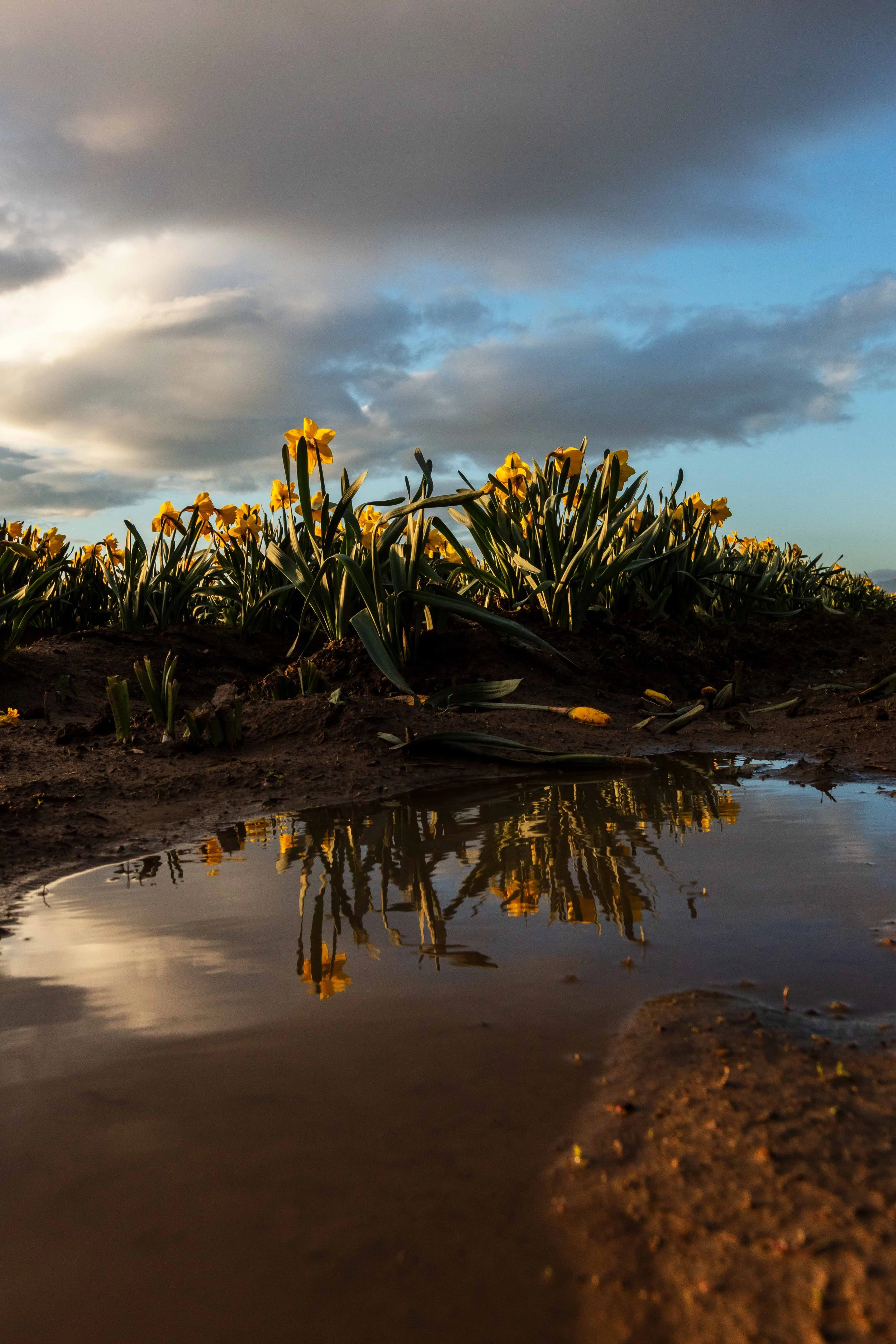 Daffodils After the  Rain Websize.jpg
