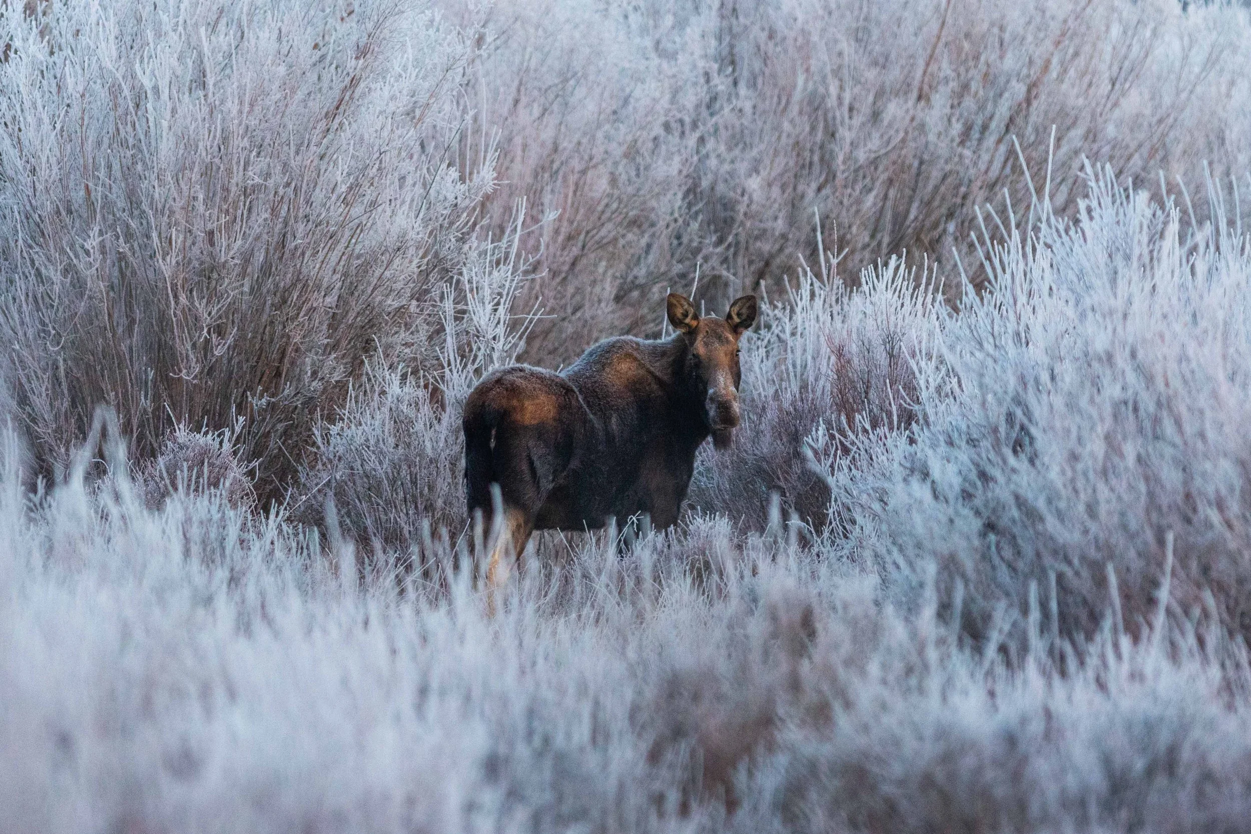 Female Moose in Frosty Brush Websize.jpg