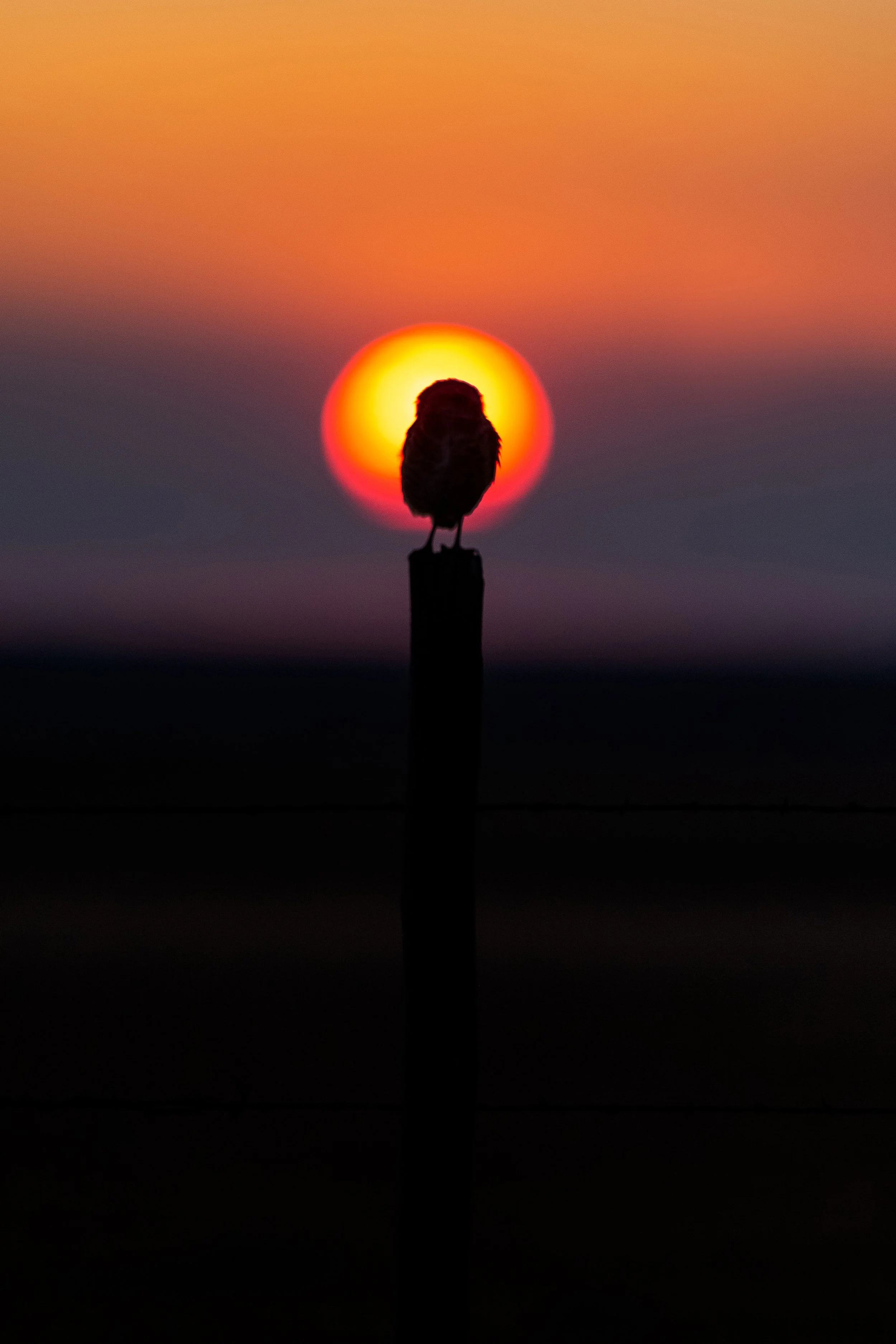 Silhouette of Burrowing Owl.jpg
