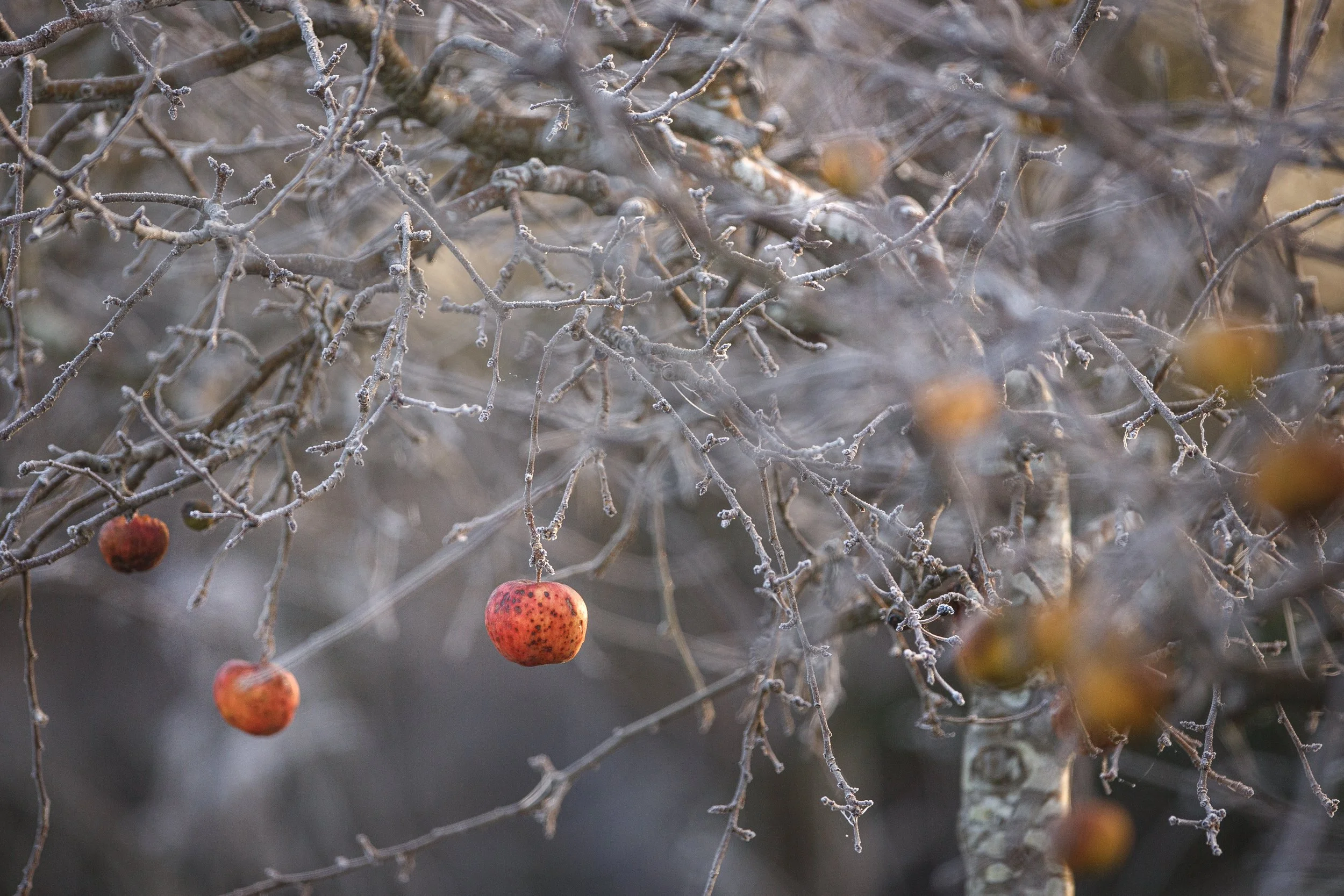 Apples in the Frost.jpg