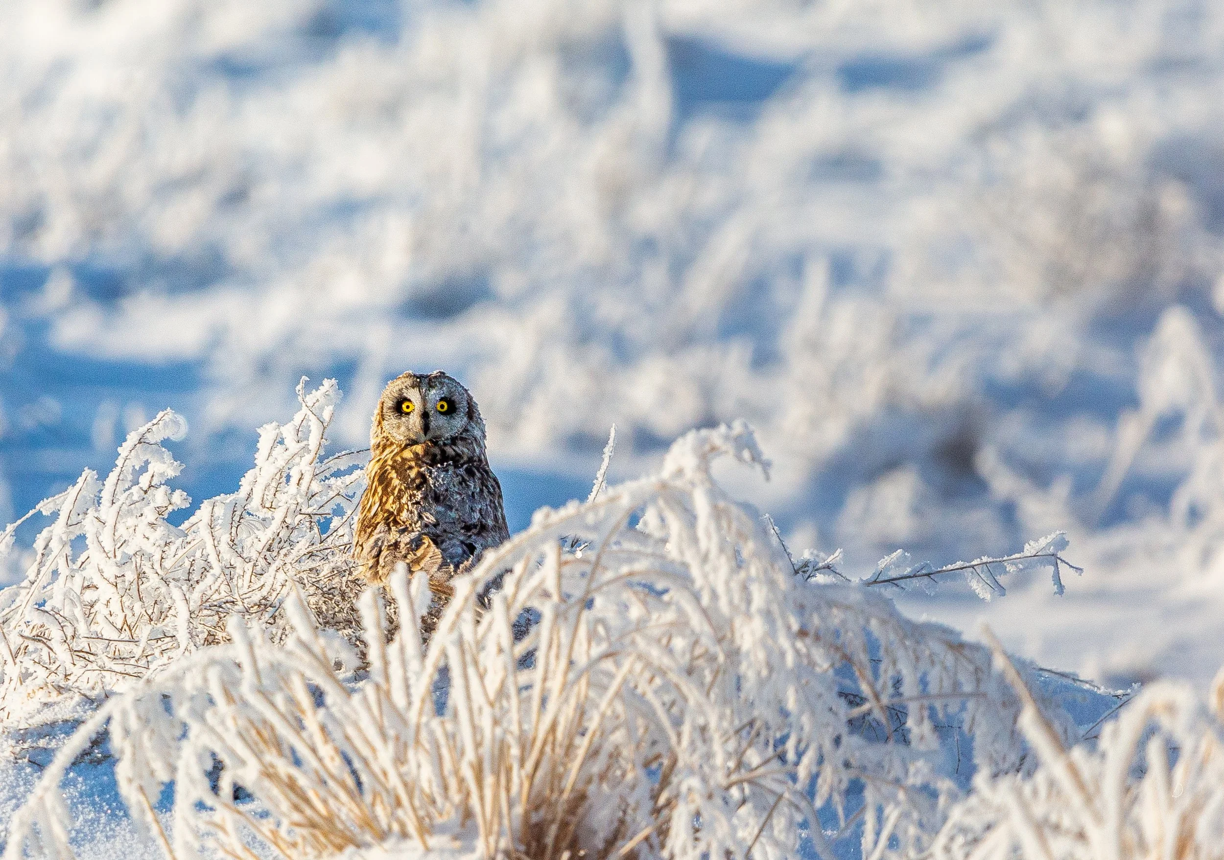 Owl in the Snow.jpg