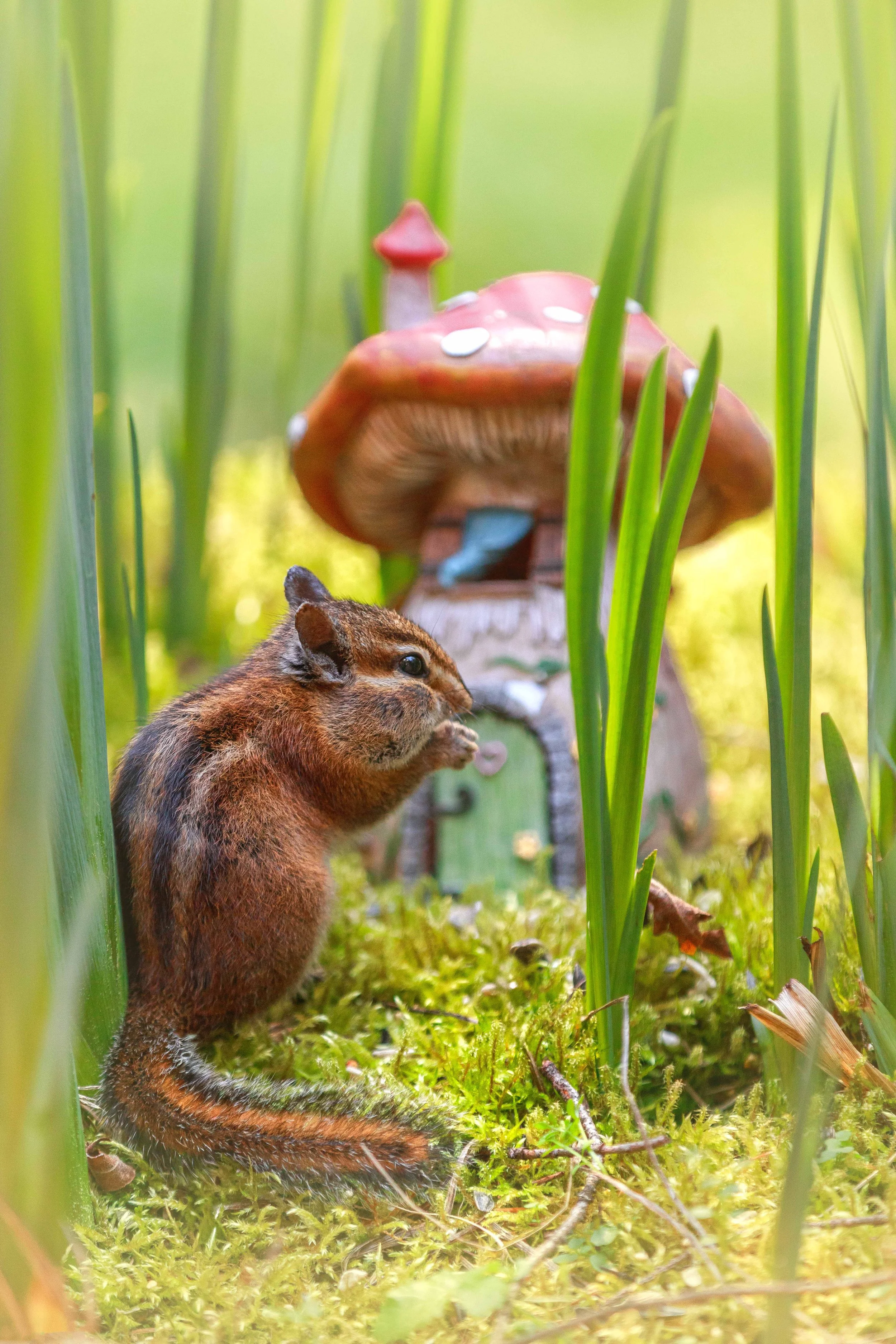Chipmunk with Mushroom House websize.jpg