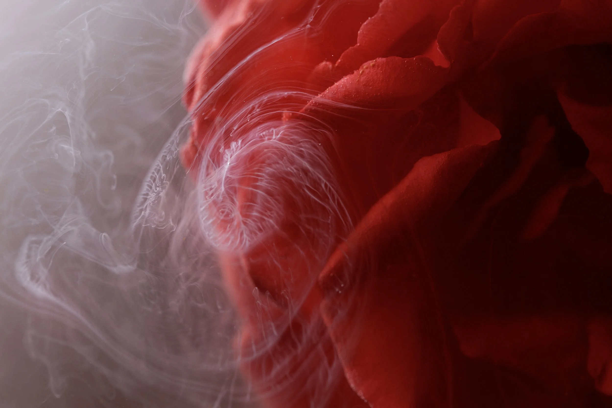 Milk on Rose.jpg