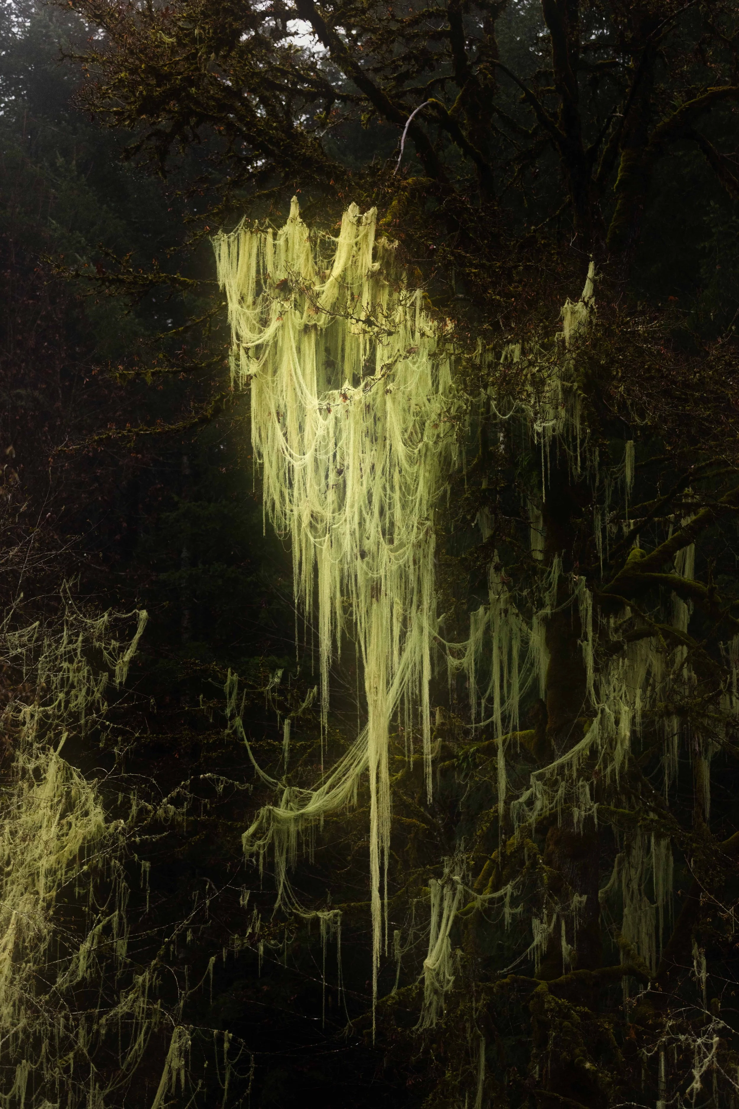 Usnea in Oregon websize.jpg