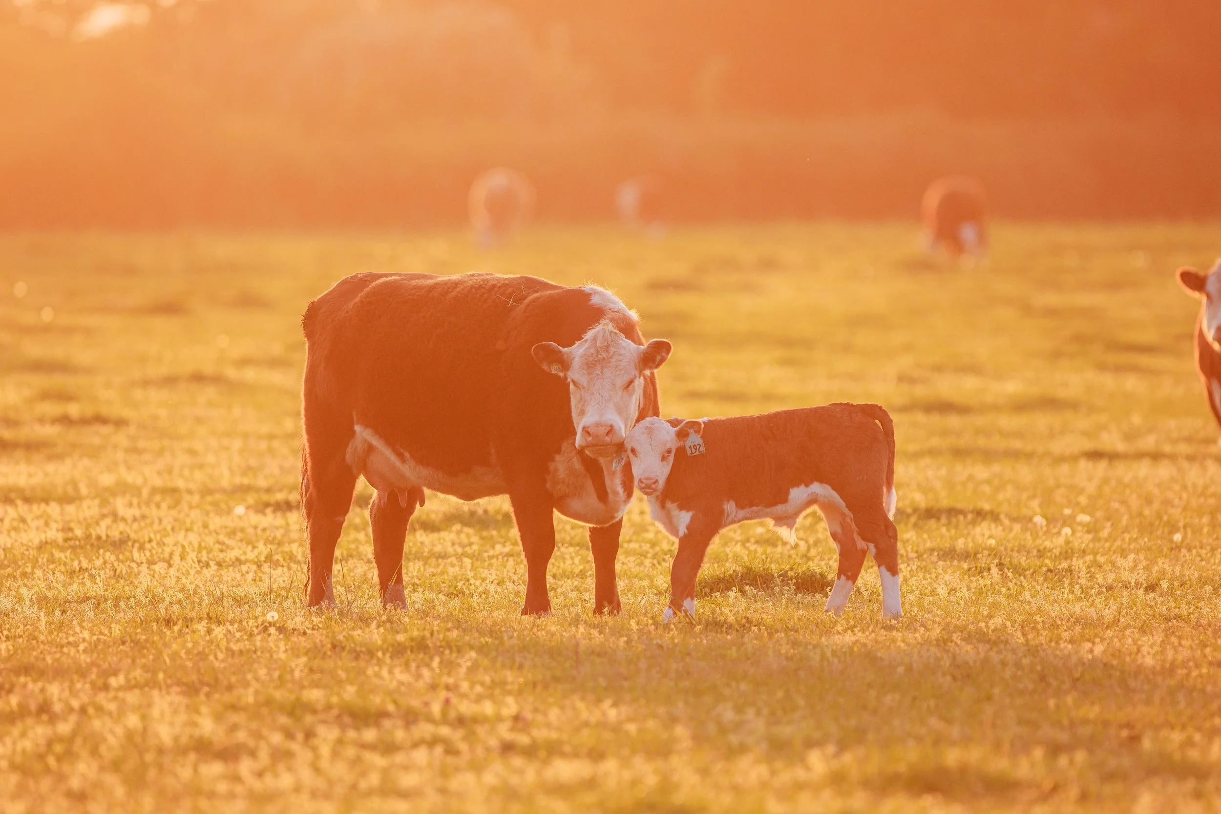 Mama Cow and her Calf.jpg