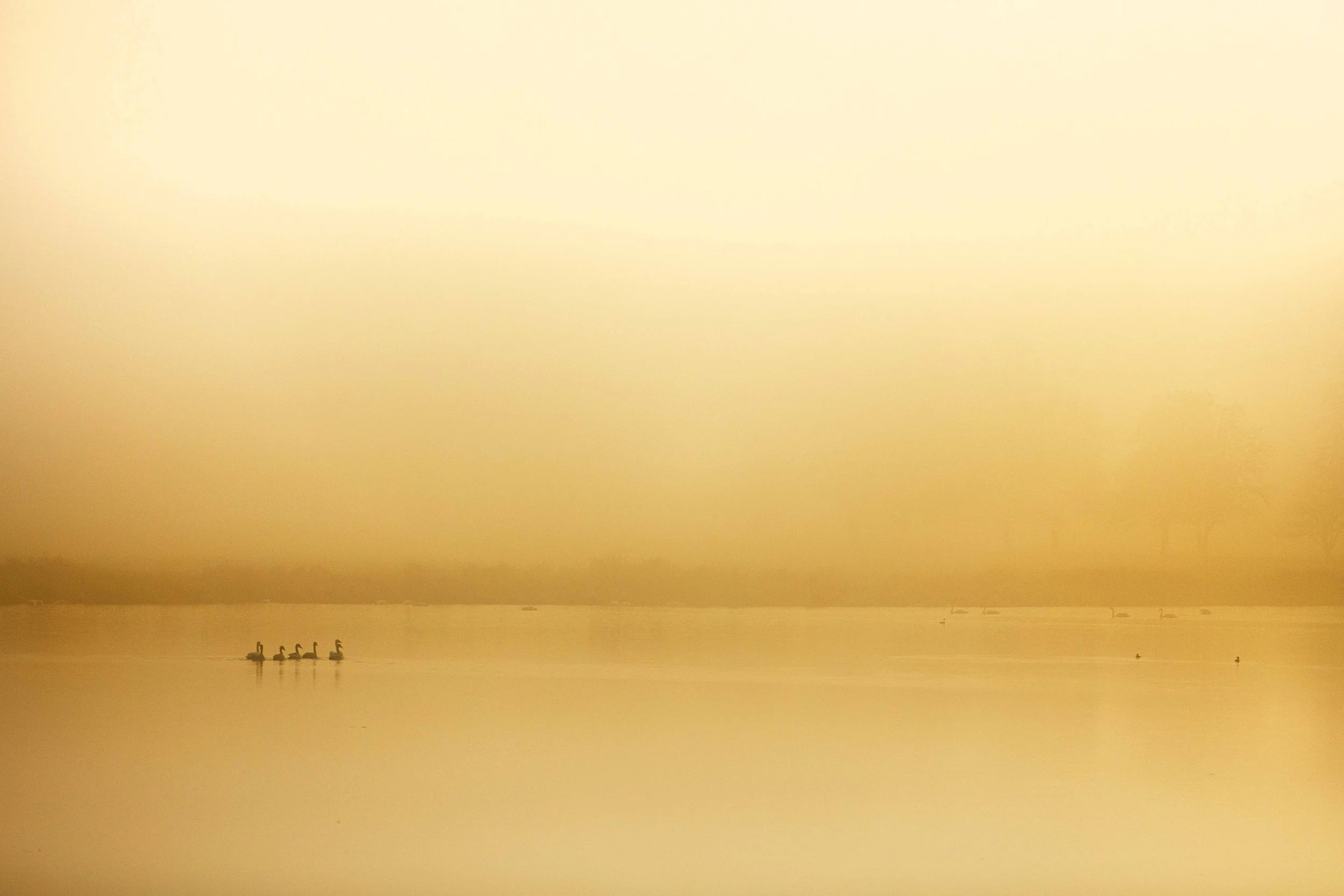 Foggy Sikes Lake Websize.jpg