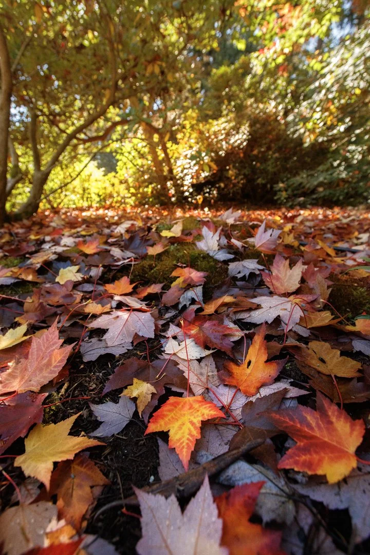 Fallen Leaves at Meerkerk.jpg