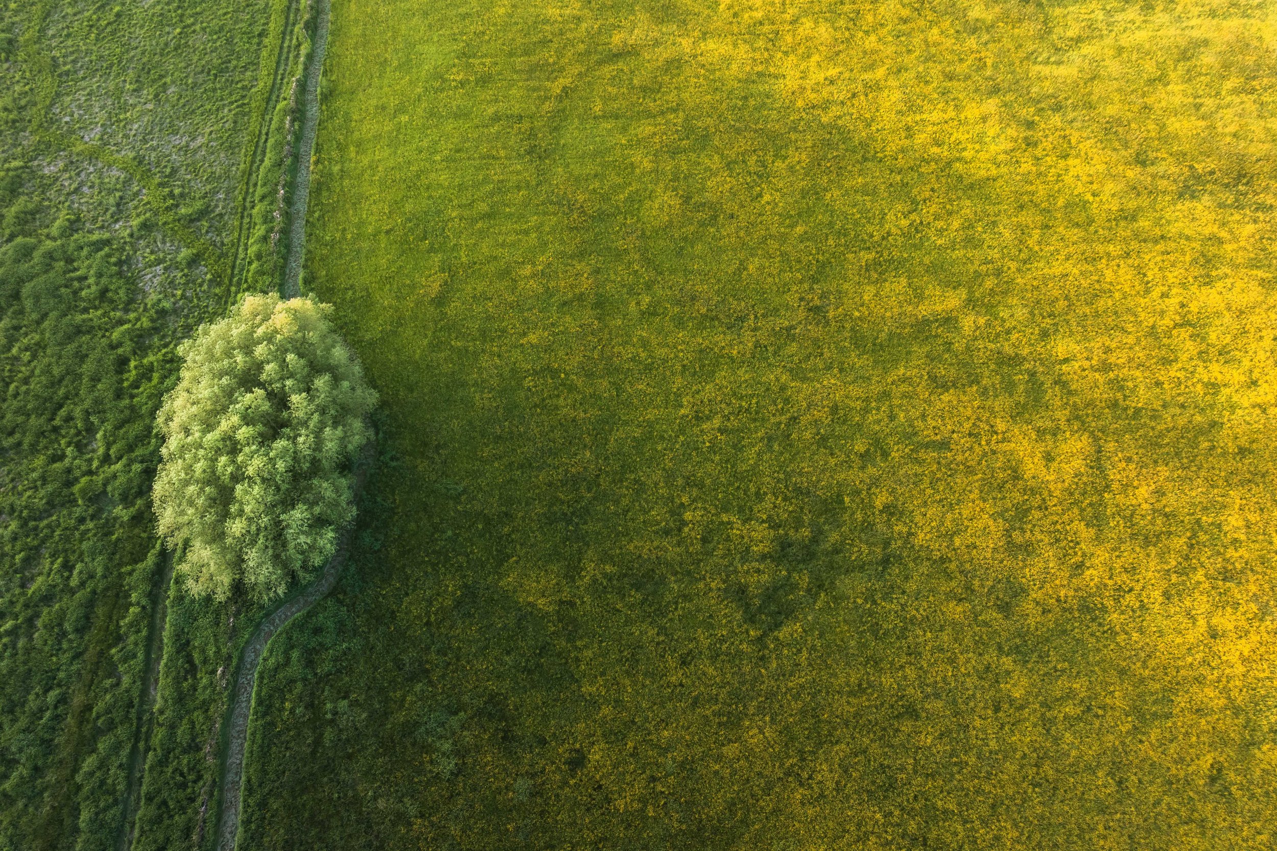 Creeping Buttercup from Drone websize.jpg