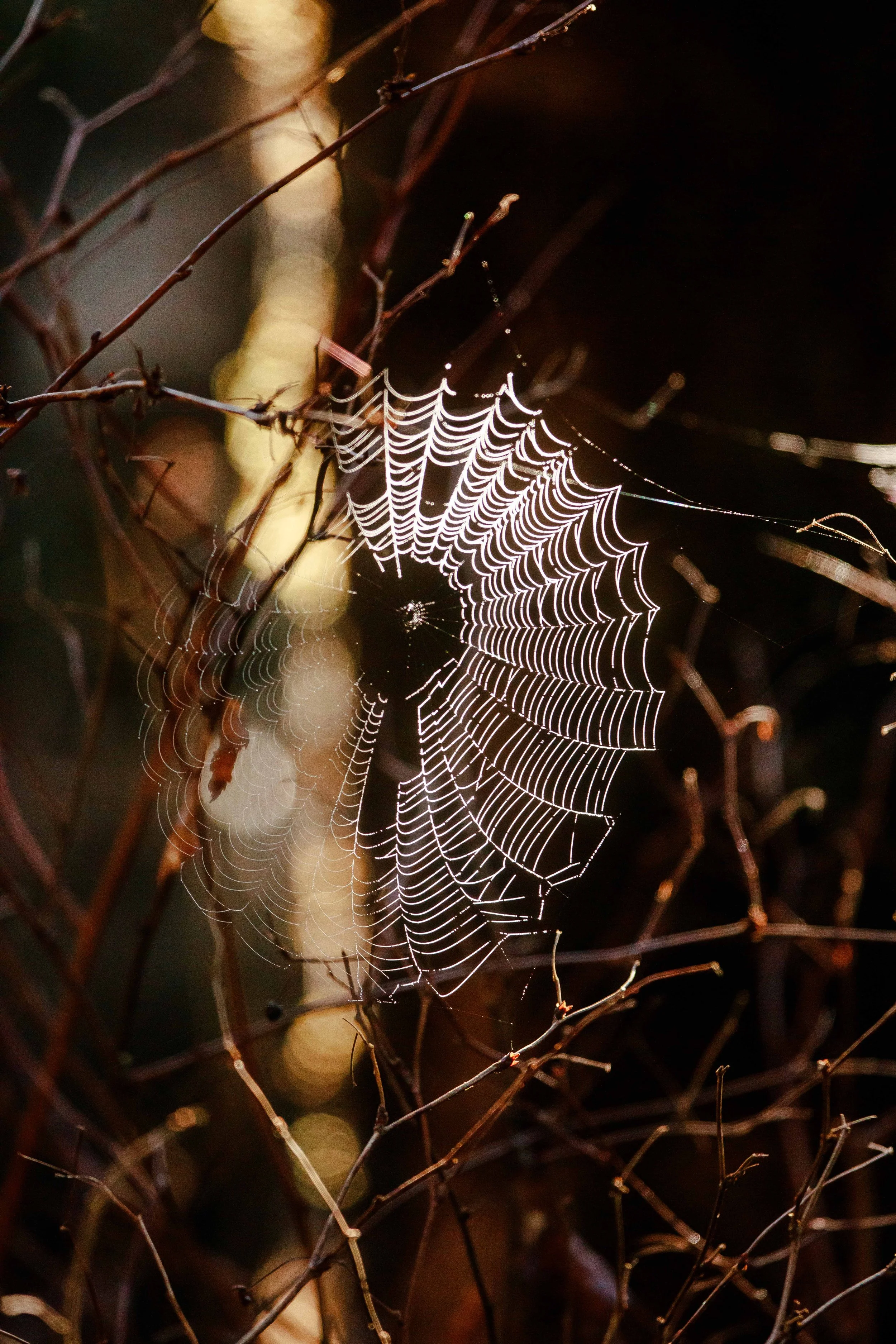 Glowing Spiderweb websize.jpg