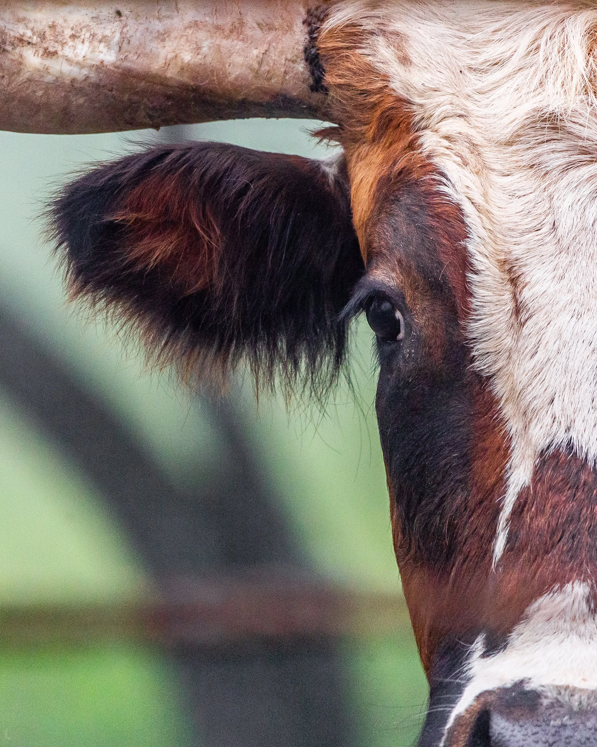 Cow Up Close.jpg