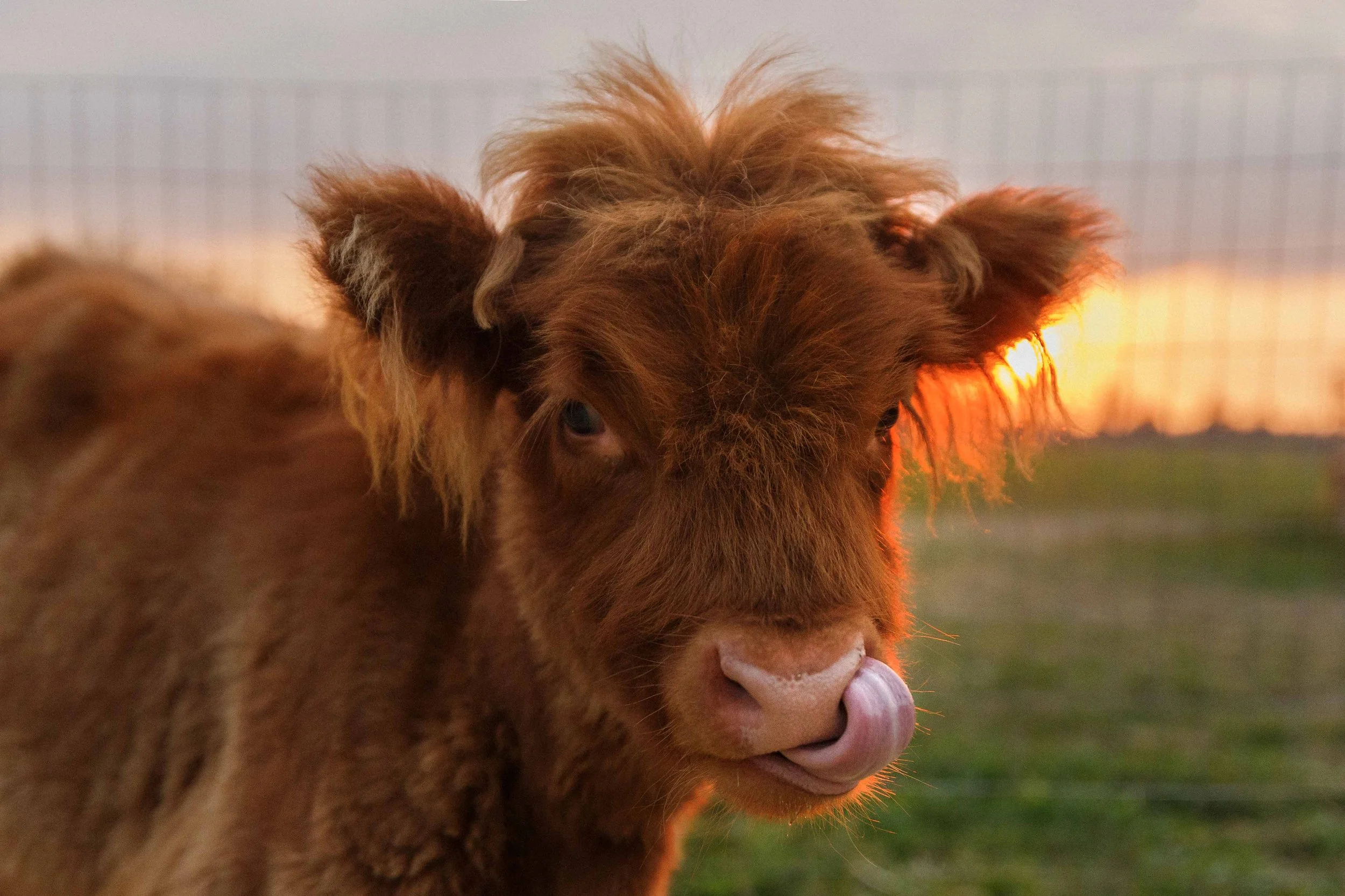 HIghland Calf at Sunset websize.jpg