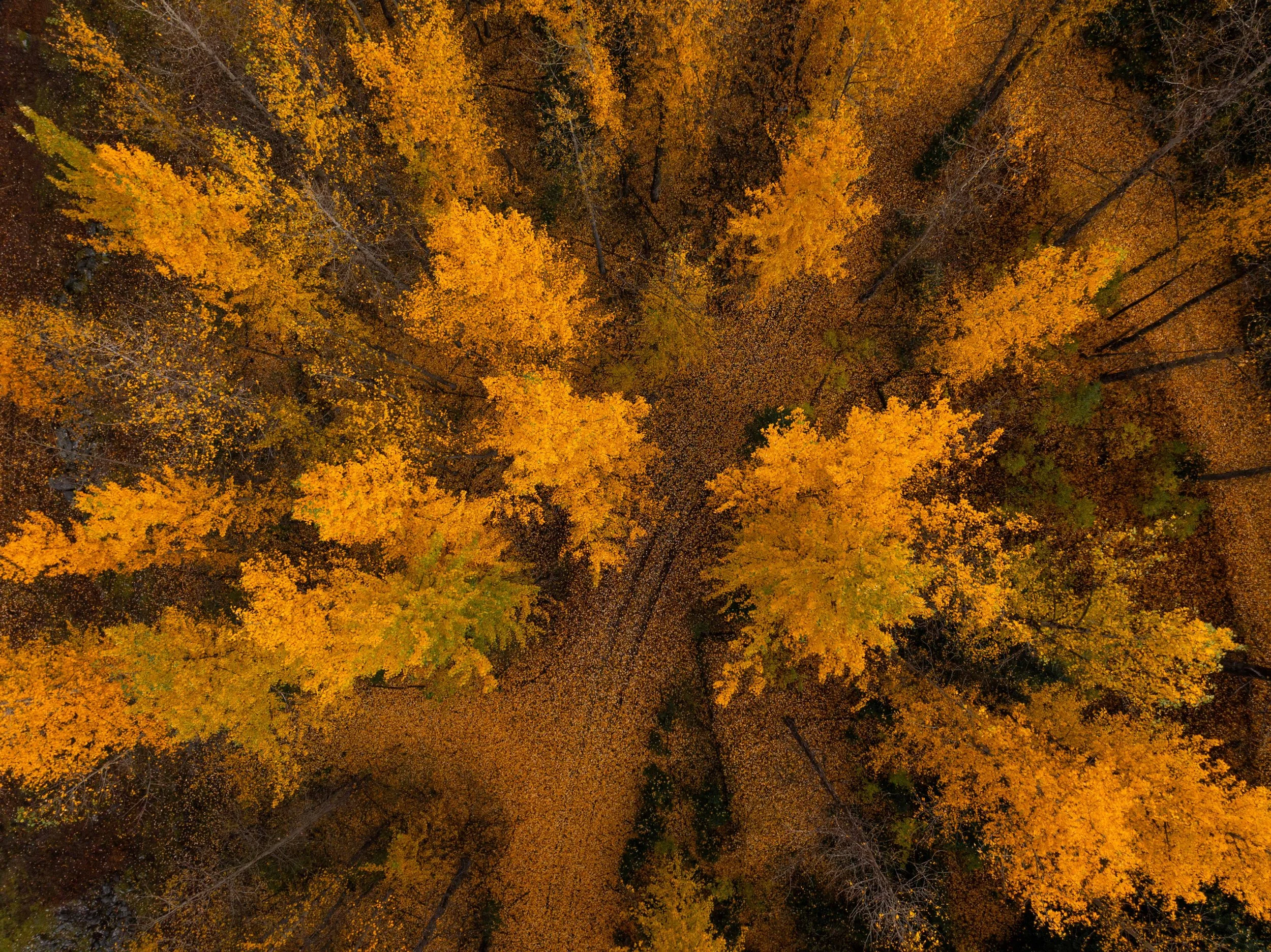 Golden Path from Above websizejpg.jpg