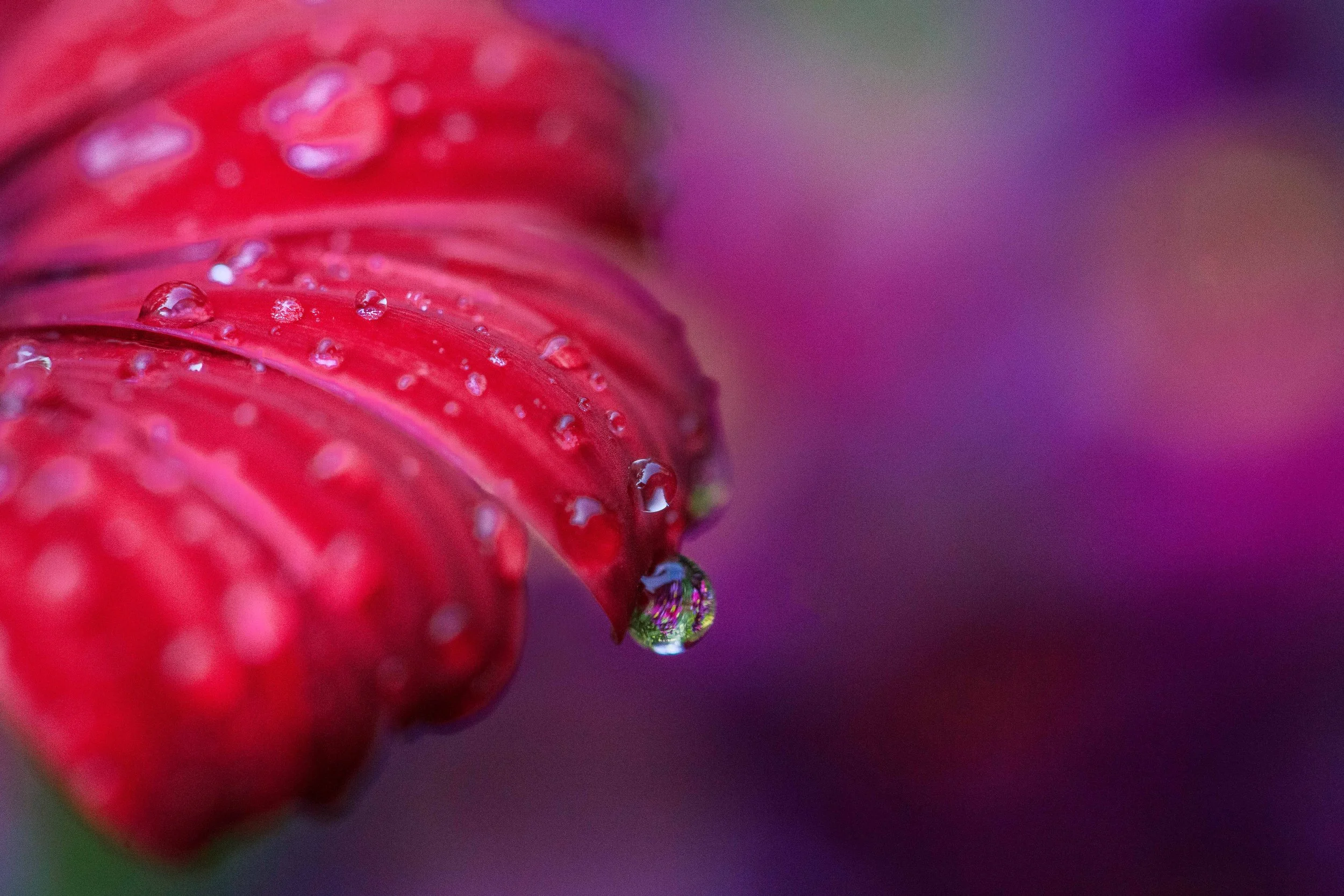 Flowers in a Reflection websize.jpg