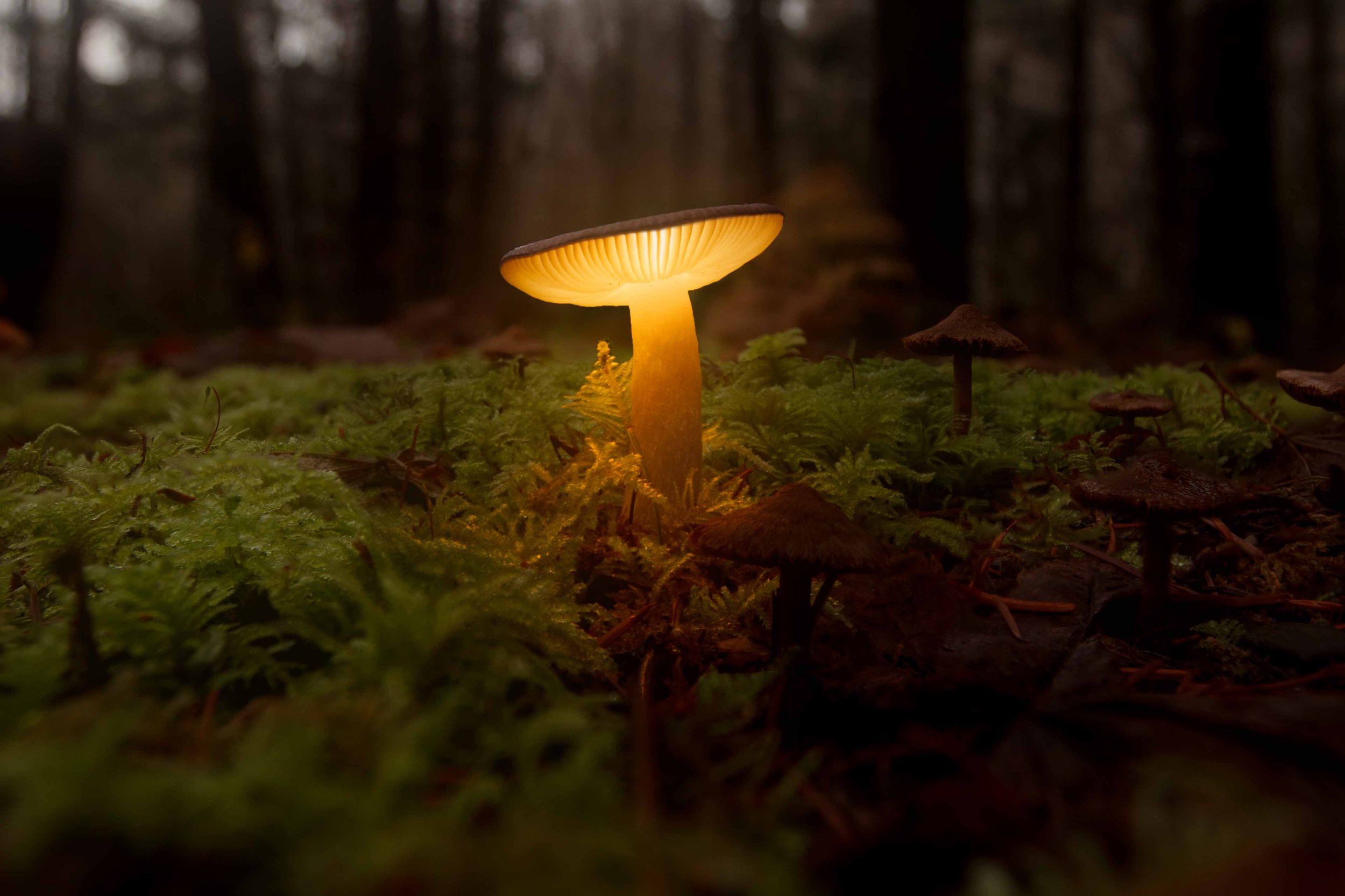 mushroom glow websize.jpg