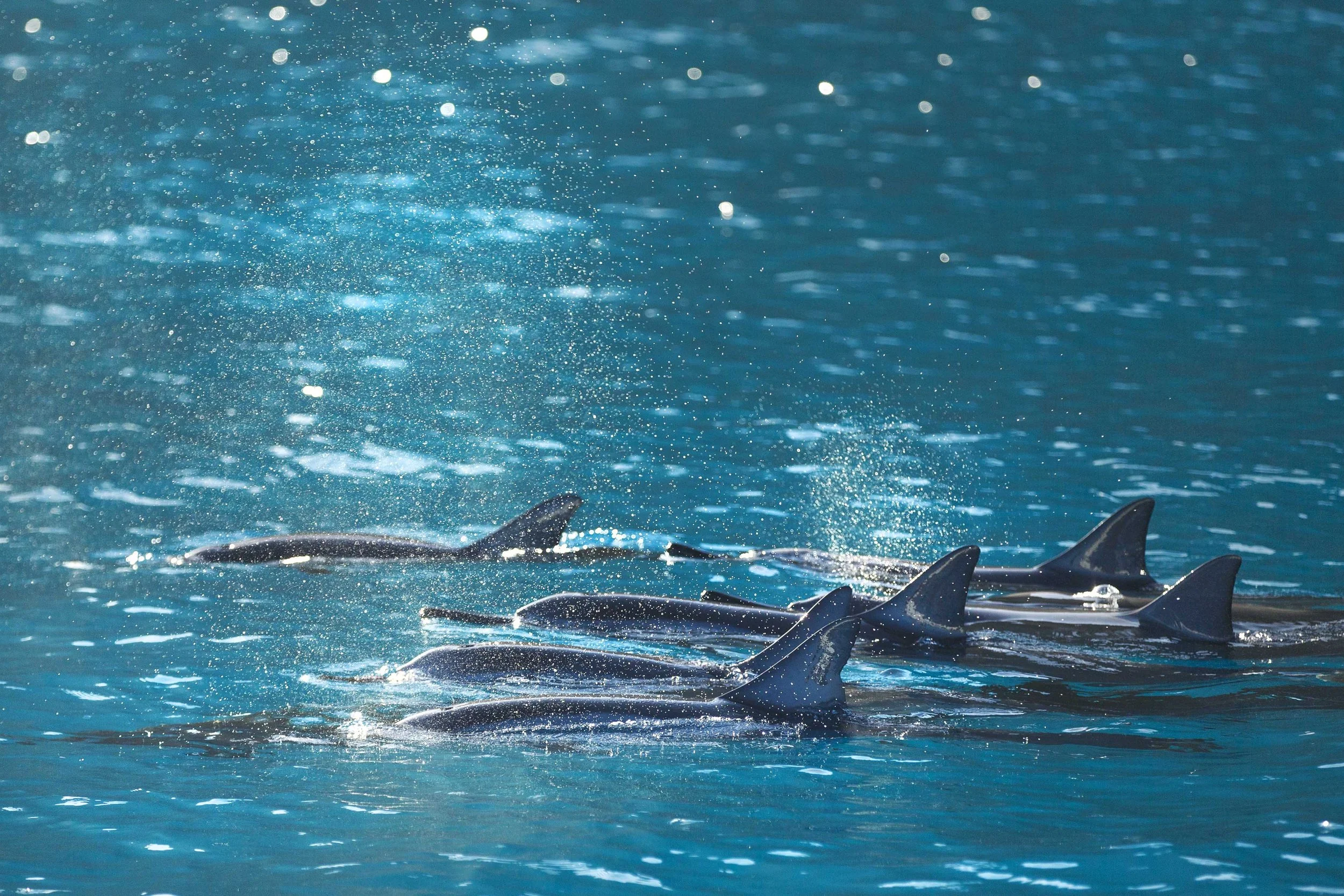 Dolphins in the Morning Websize.jpg