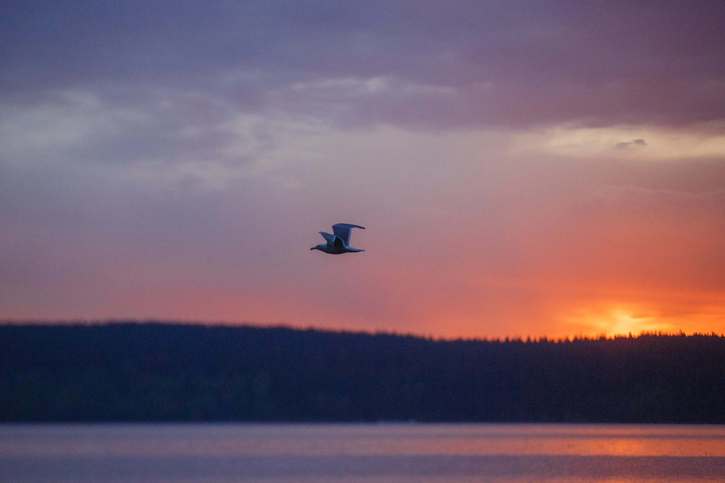 Seagull at Sunrise Websize.jpg
