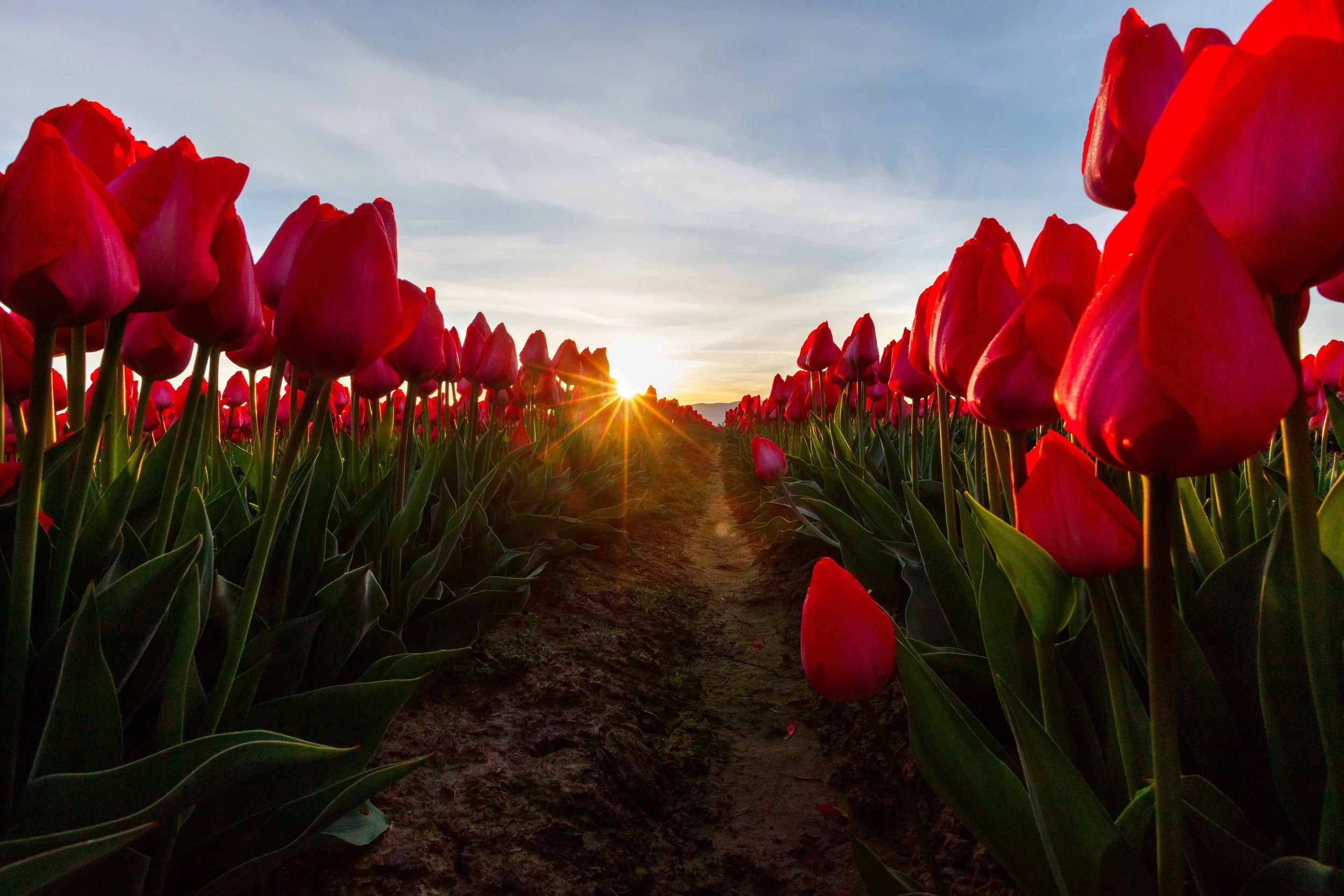 Sunburst in the Tulips websize.jpg