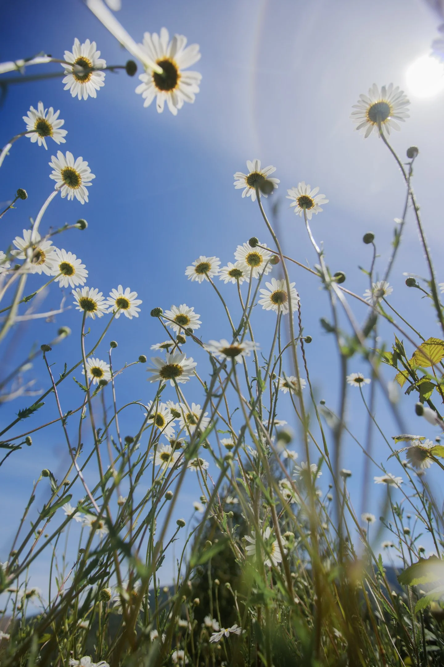 Daisies Looking Up.jpg