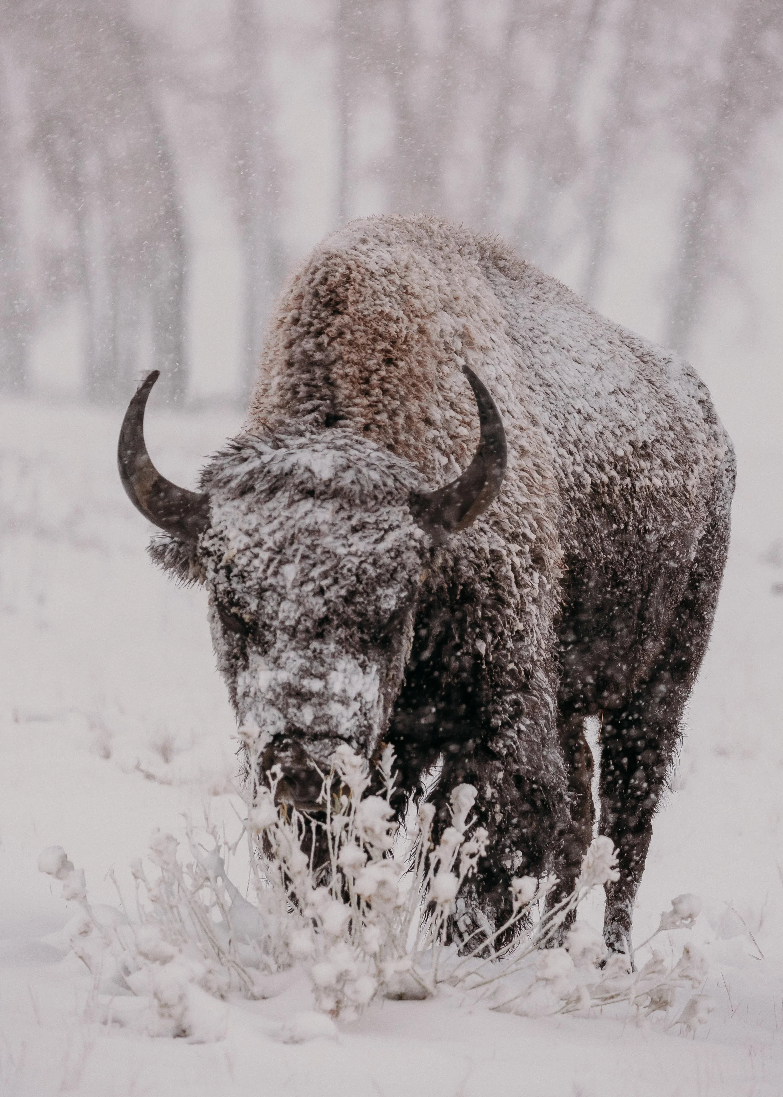 Snow Covered Bison.jpg