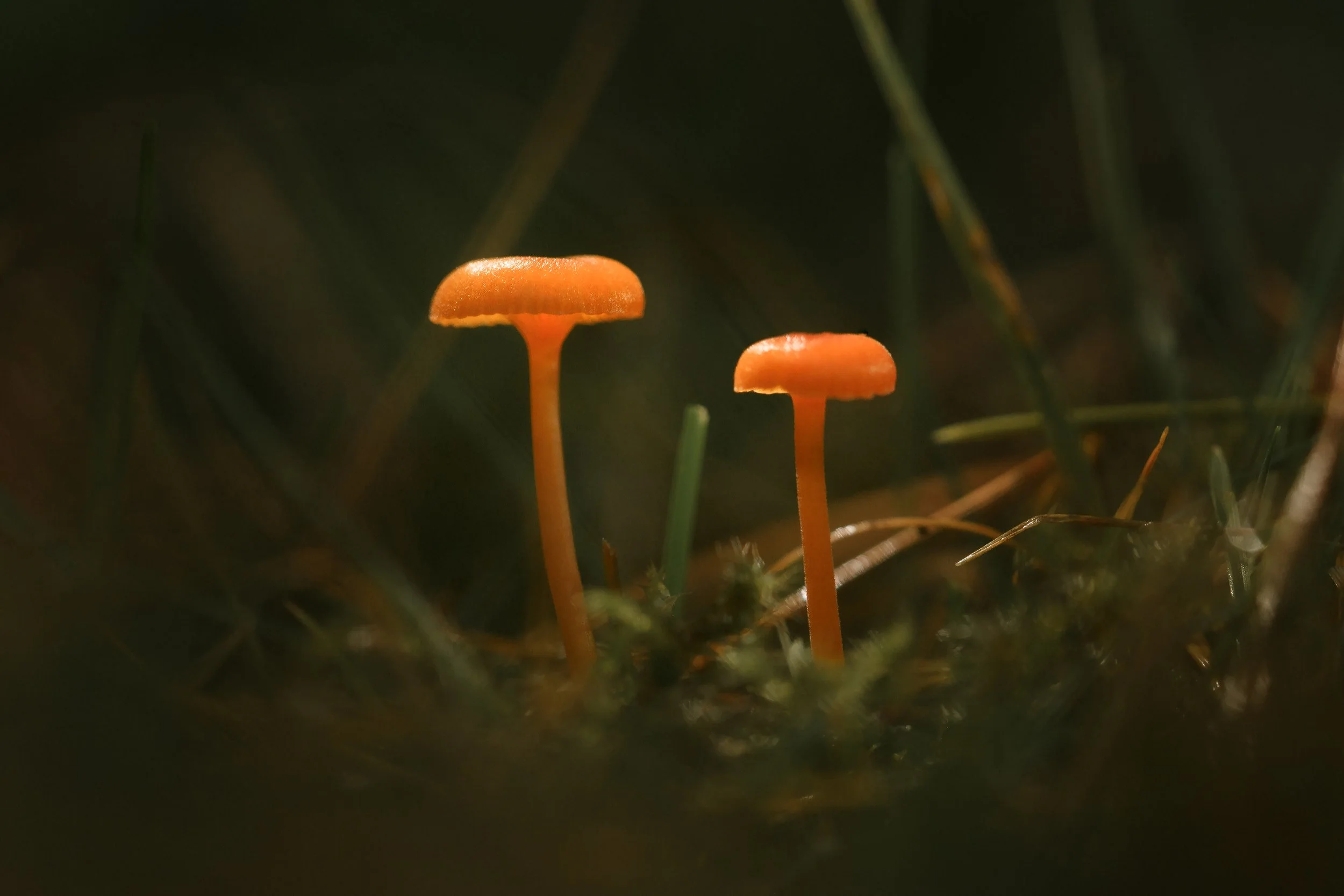 Neon Waxcaps.jpg