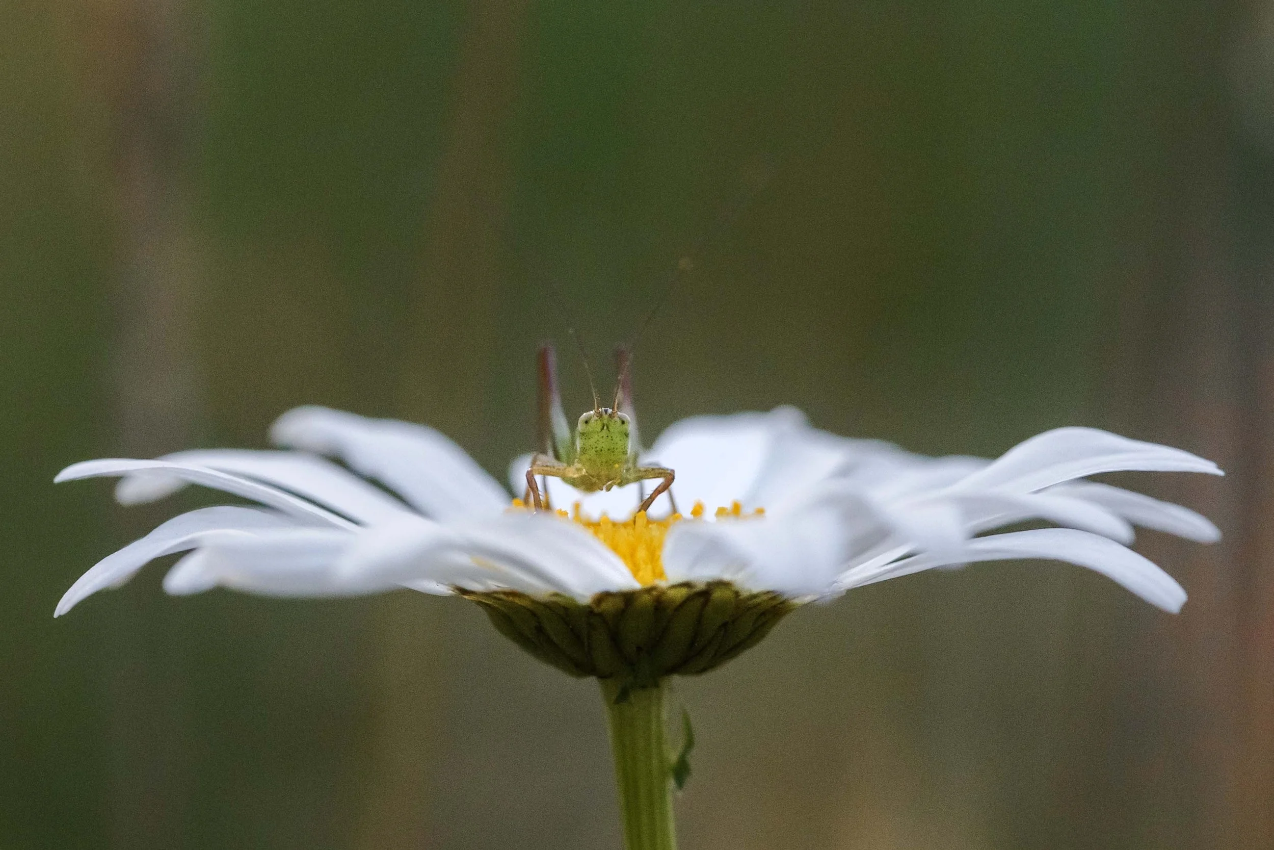Faces of a Katydid Websize..jpg