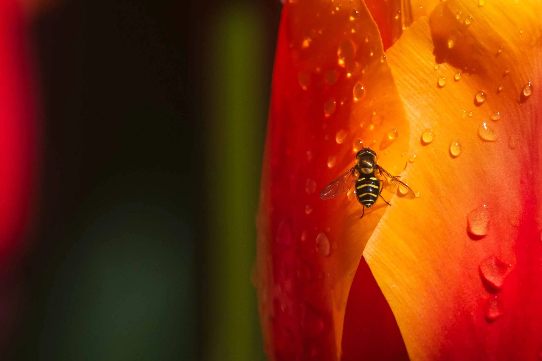 Bee on a Tulip websize.jpg